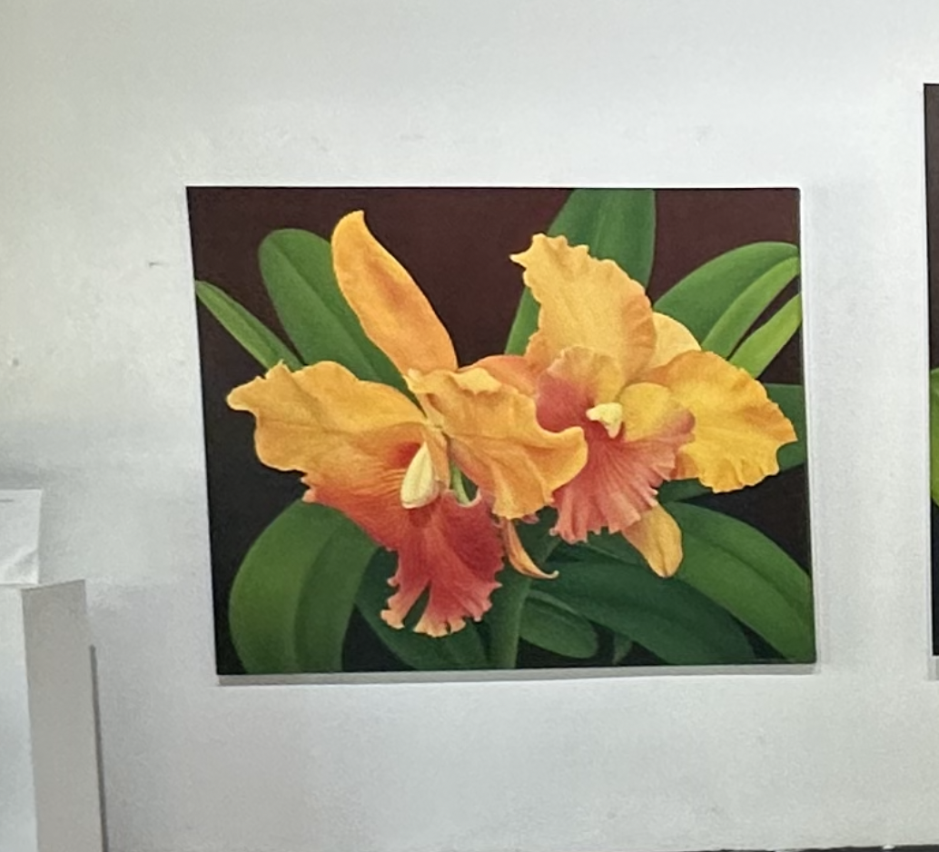Two yellow and orange flowers, they are surrounded by flora. The background is a dark brown. 