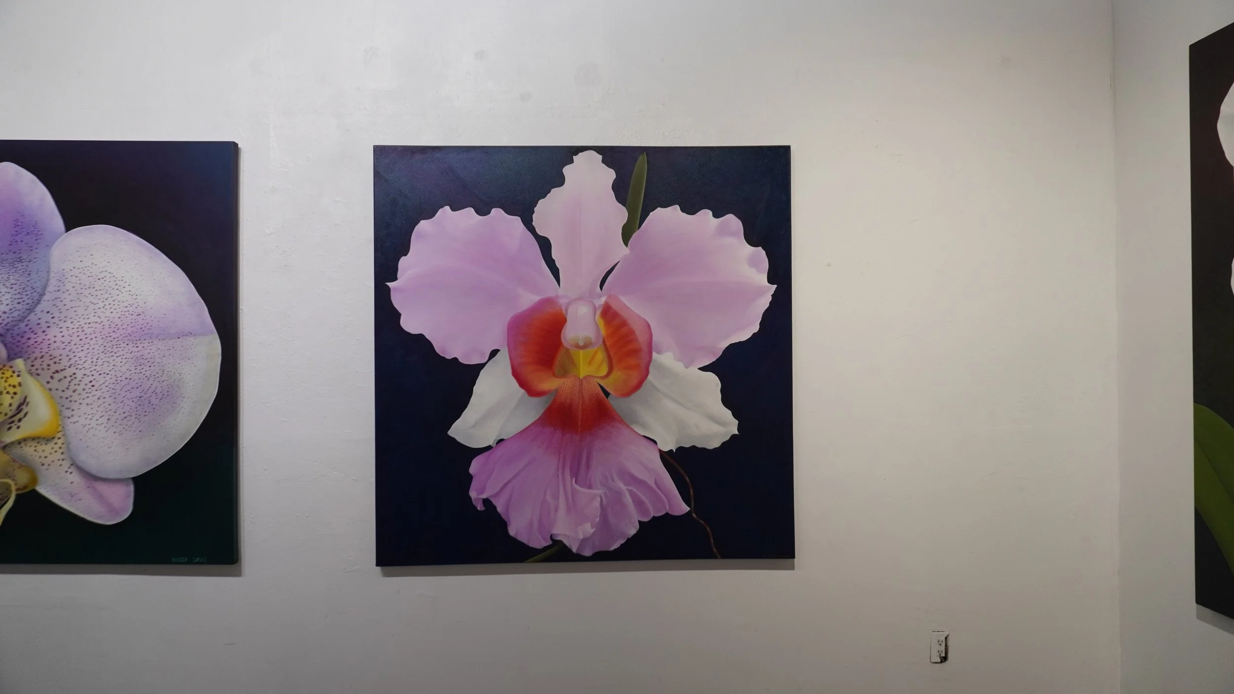 Single orchid flower, the colors are: red, orange, yellow, white, purple, and pink. The flower features leafs, and the background is a dark brown. 