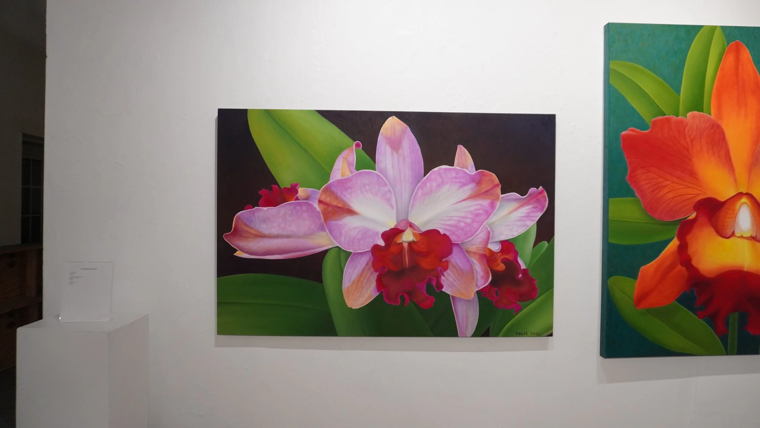 A cluster of fuchsia orchids, their colors are: red, purple, pink, peach, white, and orange. The flowers are surrounded by flora, and the background is brown. 