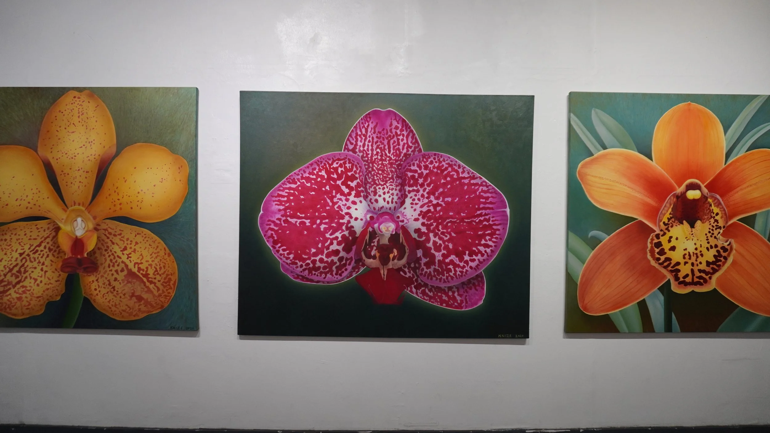 Single phal flower, the colors are fuchsia, white, and pink. The background is a dark green. 