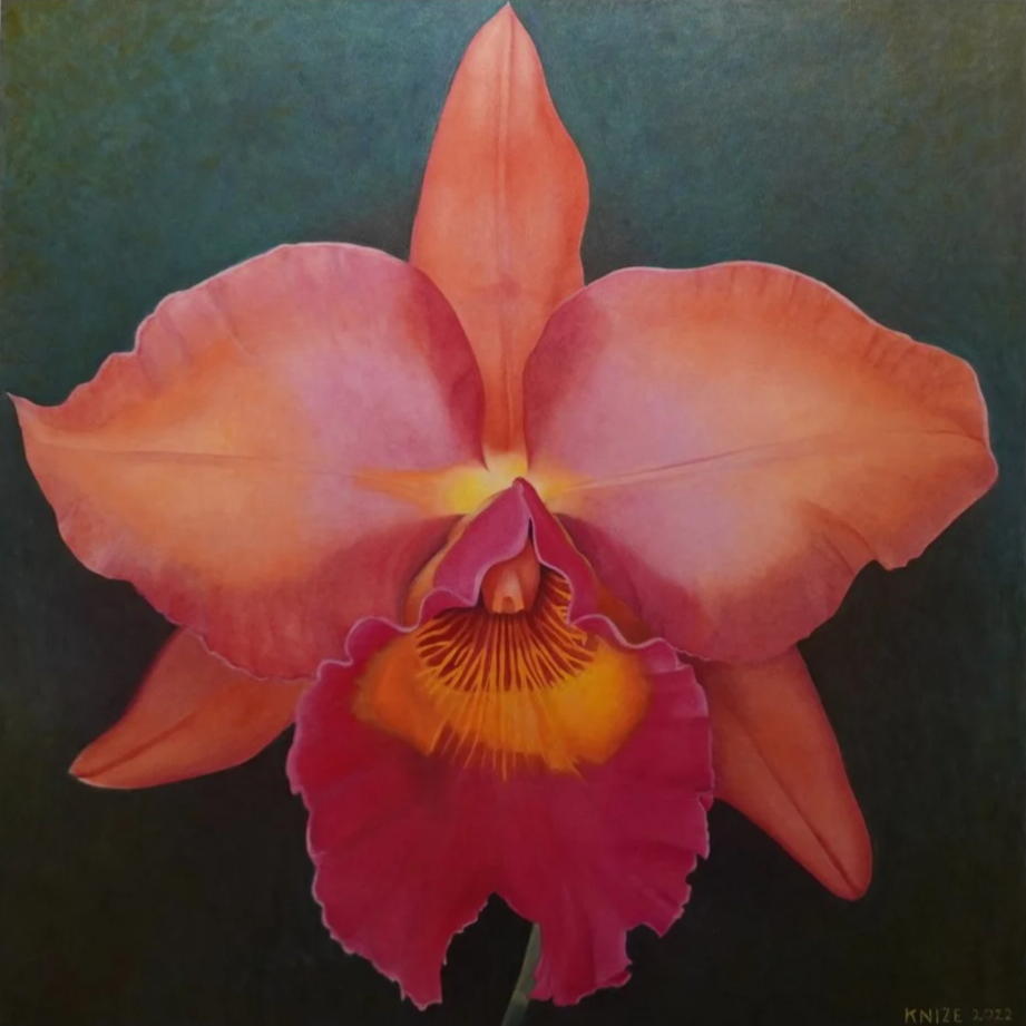 Orange, red, pink, and yellow orchid flower with dark green background. 