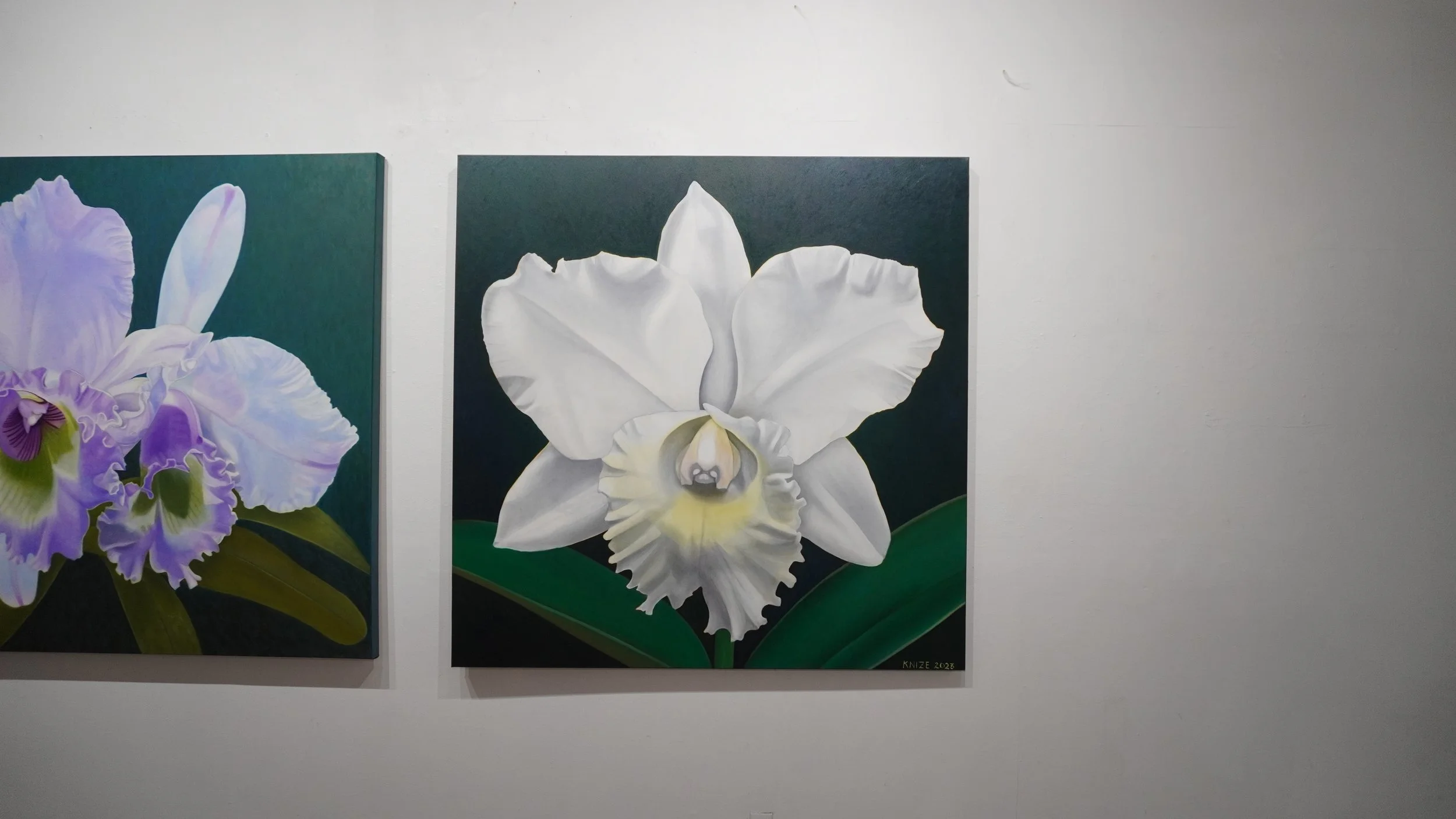 Single white flower, the center is cream and yellow. The flower is surrounded by flora, and the background is dark green. 