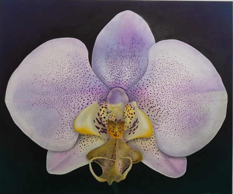 White, purple, and yellow orchid flower with dark background.