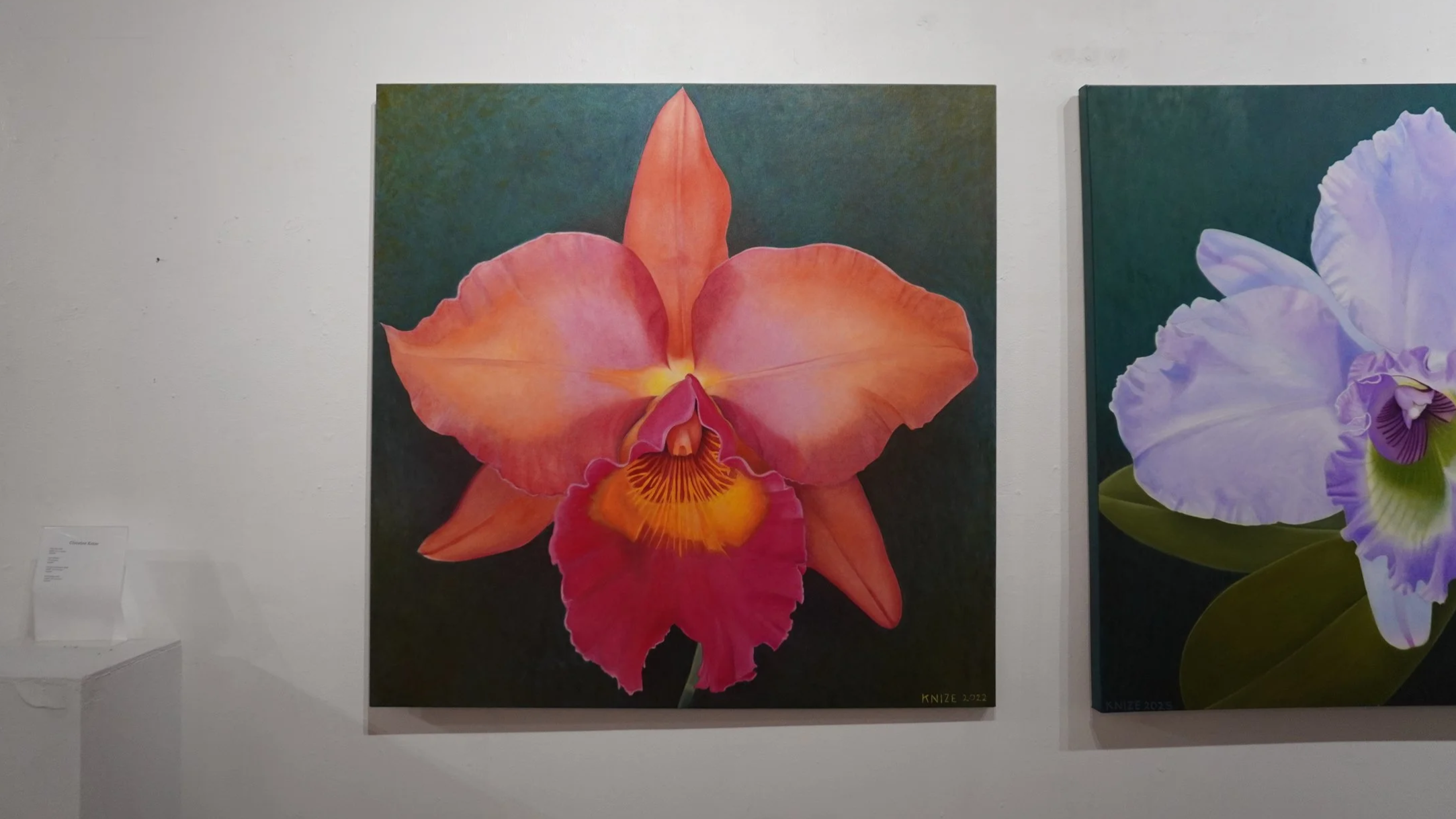 Orange, red, pink, and yellow orchid flower with dark green background. 