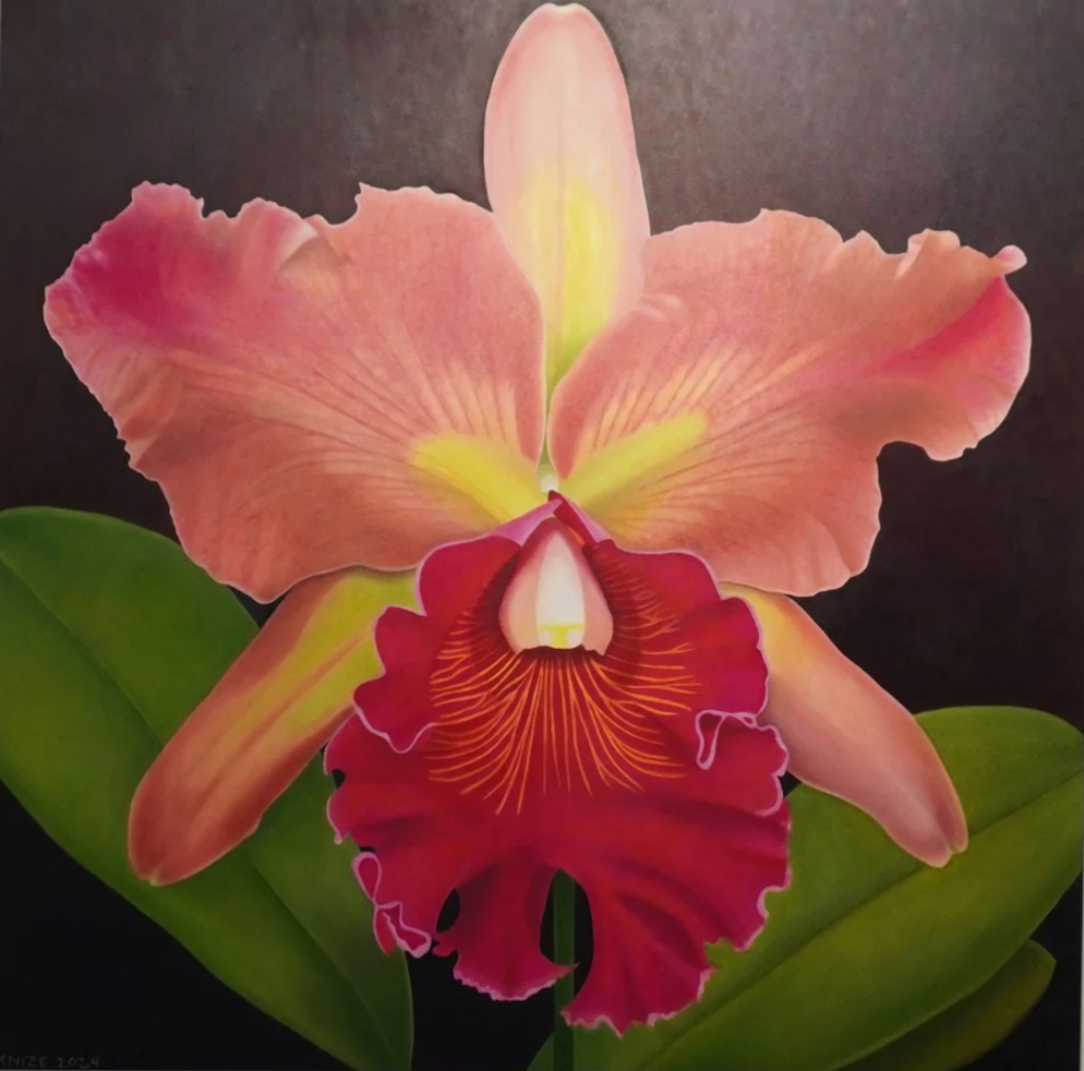 Single orchid flower containing the colors of: red, yellow, peach, green, and orange. The flower is surrounded by flora, and the background is dark brown. 