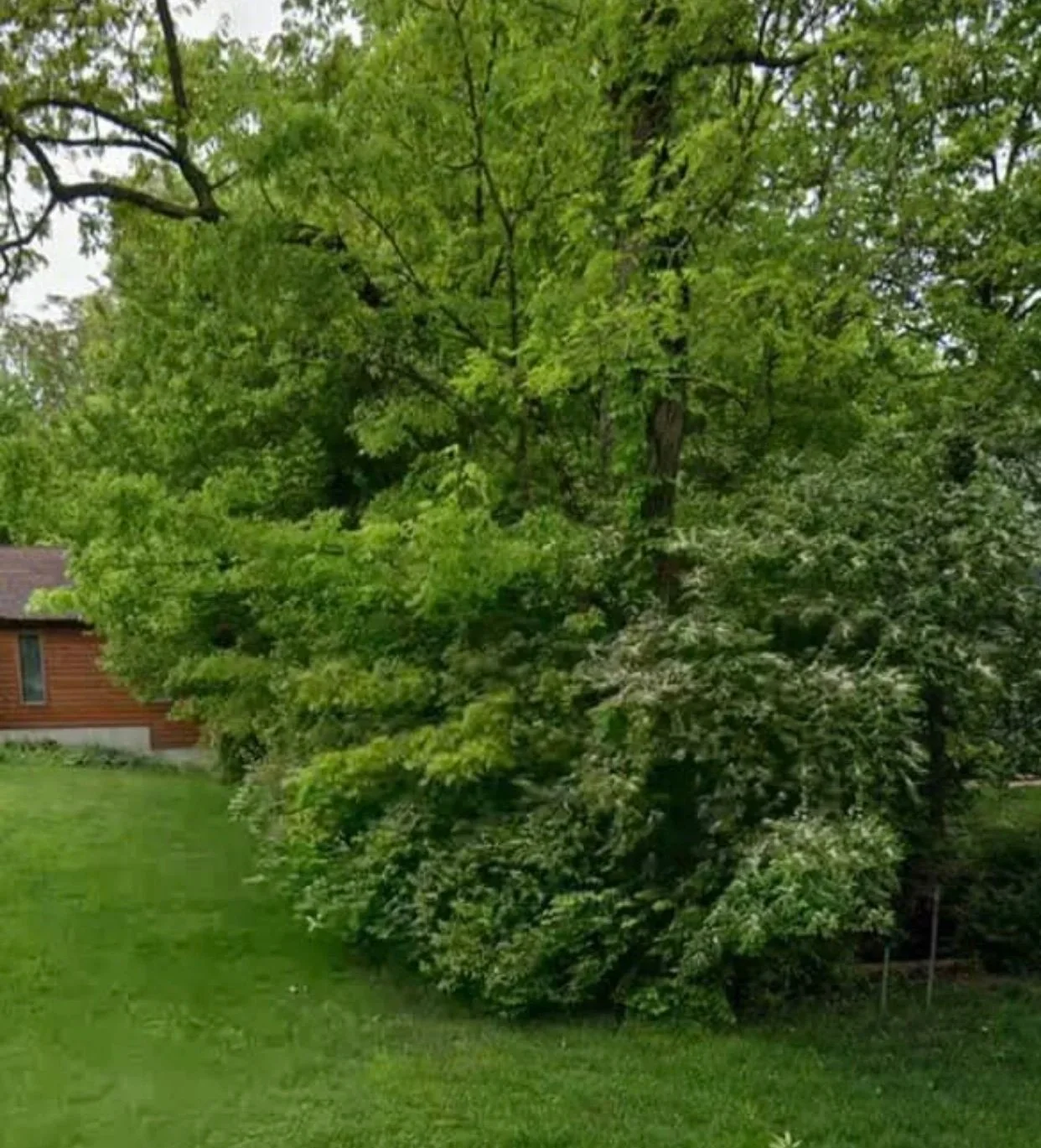 A lush green backyard with a house on the left, large leafy trees, and a well-maintained lawn.