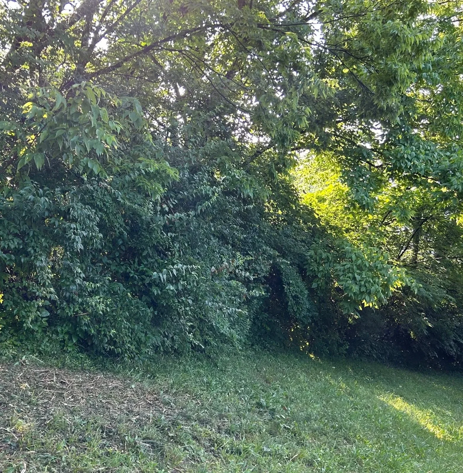 Green forest with dense trees and sunlight shining through the leaves.