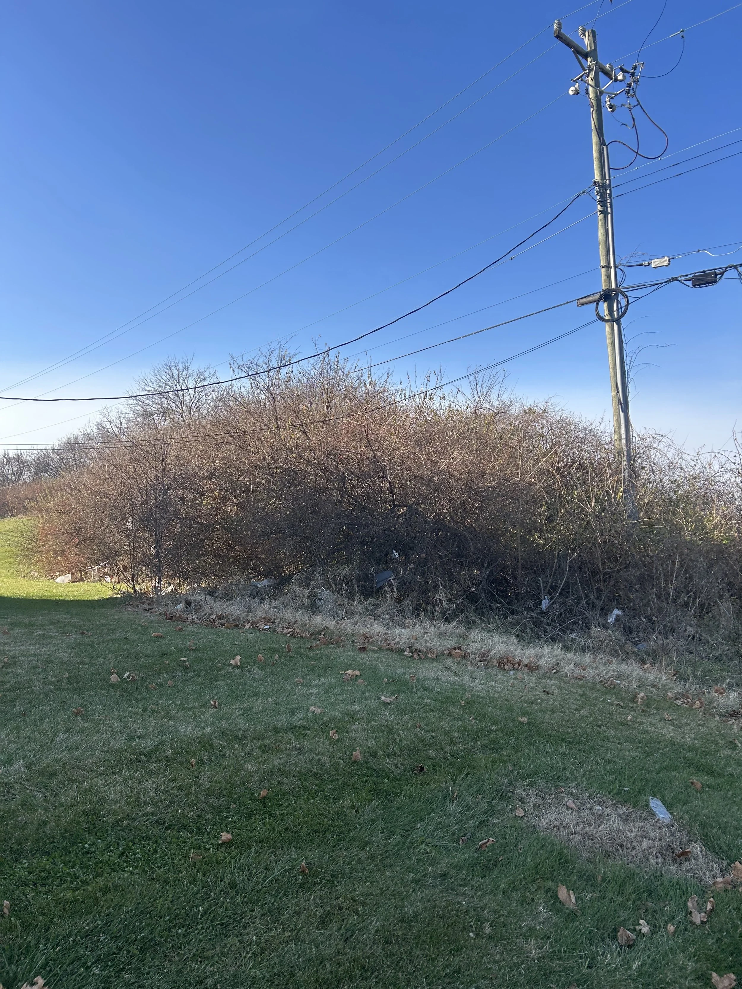 A utility pole with multiple power lines against a clear blue sky, with a bush and grassy area below.