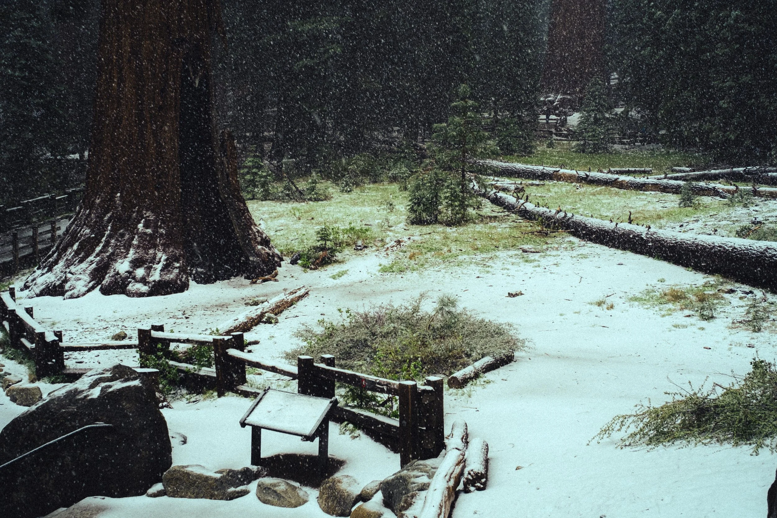sequoia-6.jpg