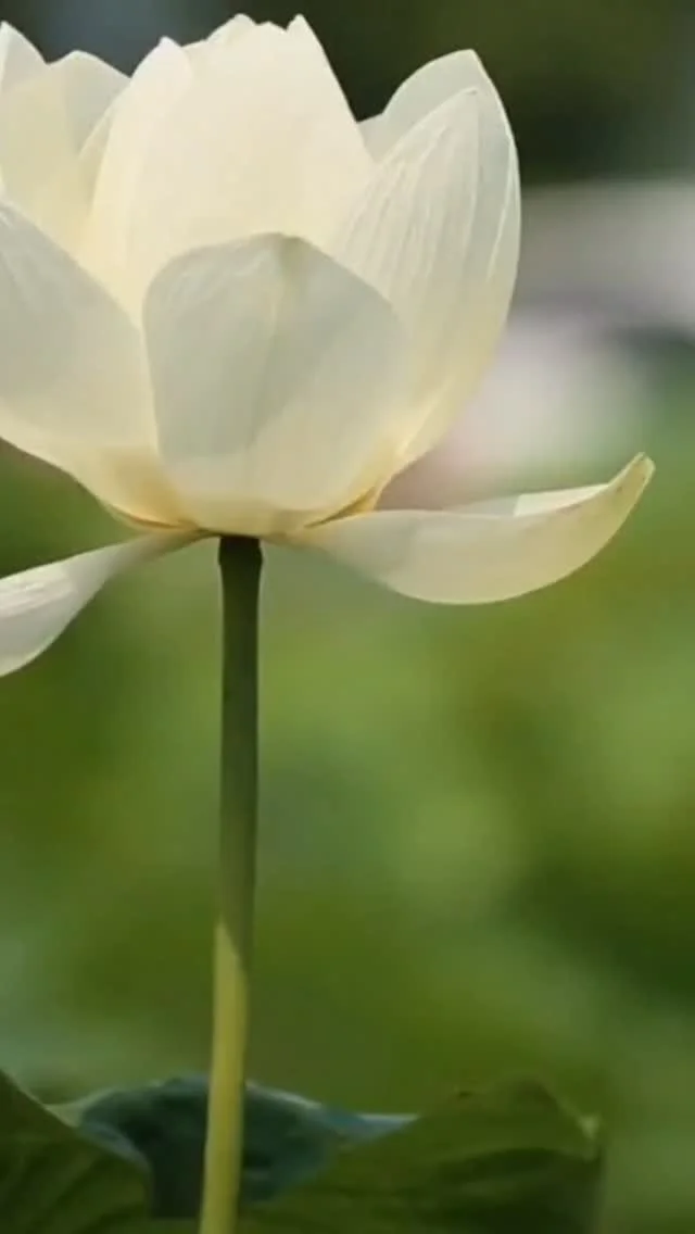 Rest is paramount to your success
The energy of surrendering to the needs of the body can provide more support than you realize. Sometimes that comes as a quick nap or a short guided meditation on your lunch break or your monthly reiki sesh.
My fa