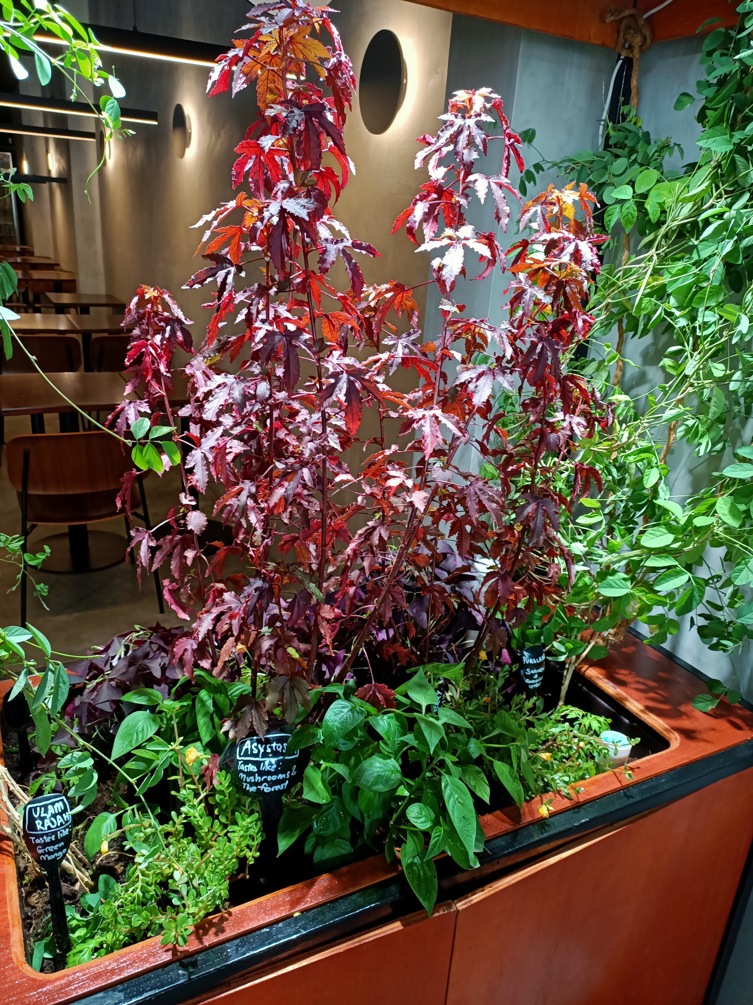 IMG20210711115646.jpg