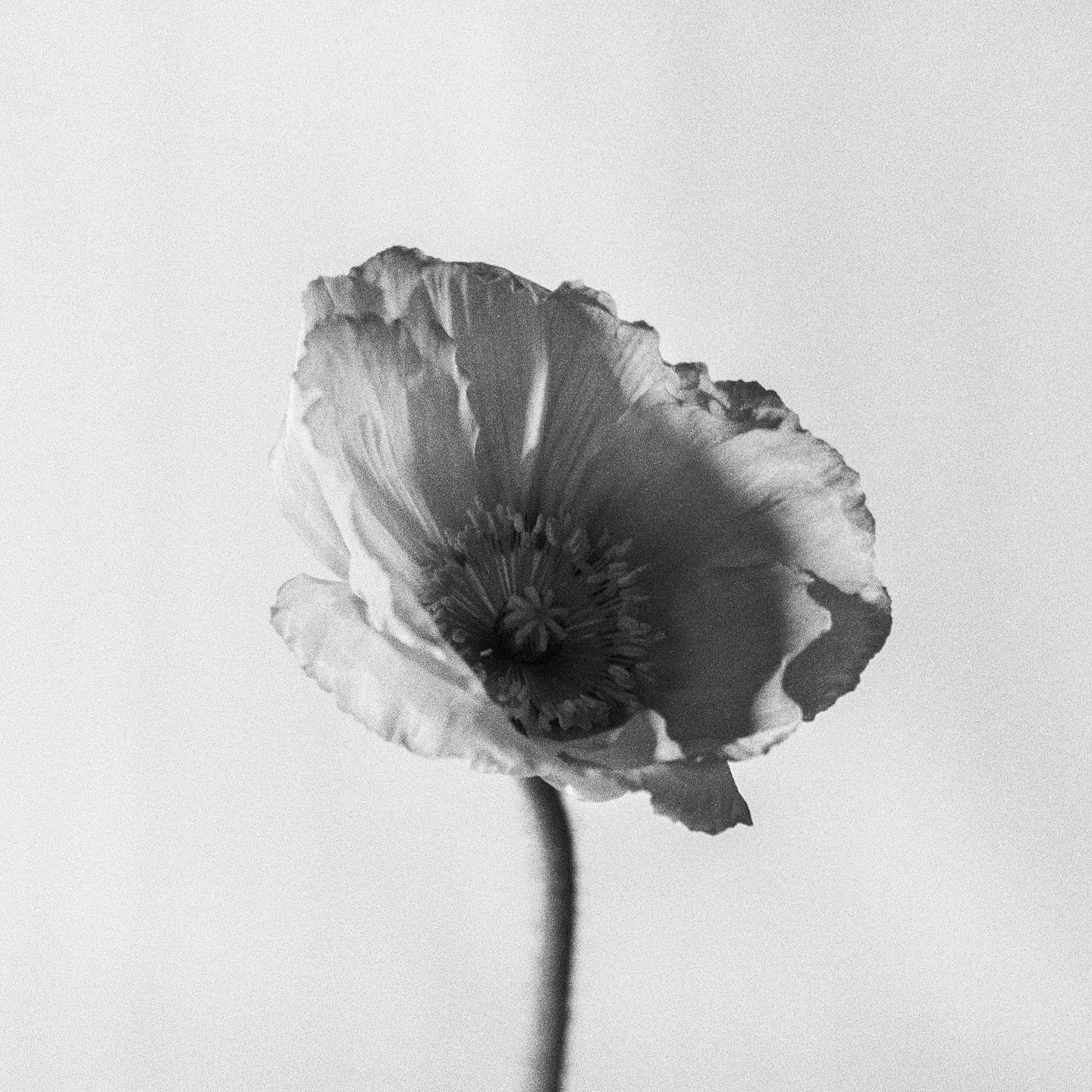 b&amp;w poppy studies, I. 

📷 Mamiya RB67 Pro
🎞️ Cinestill XX
🧪 Dev &amp; scan @yourlocalfilmlab 

#cinestill #cinestillxx #thinkverylittle #thinkveryfilm