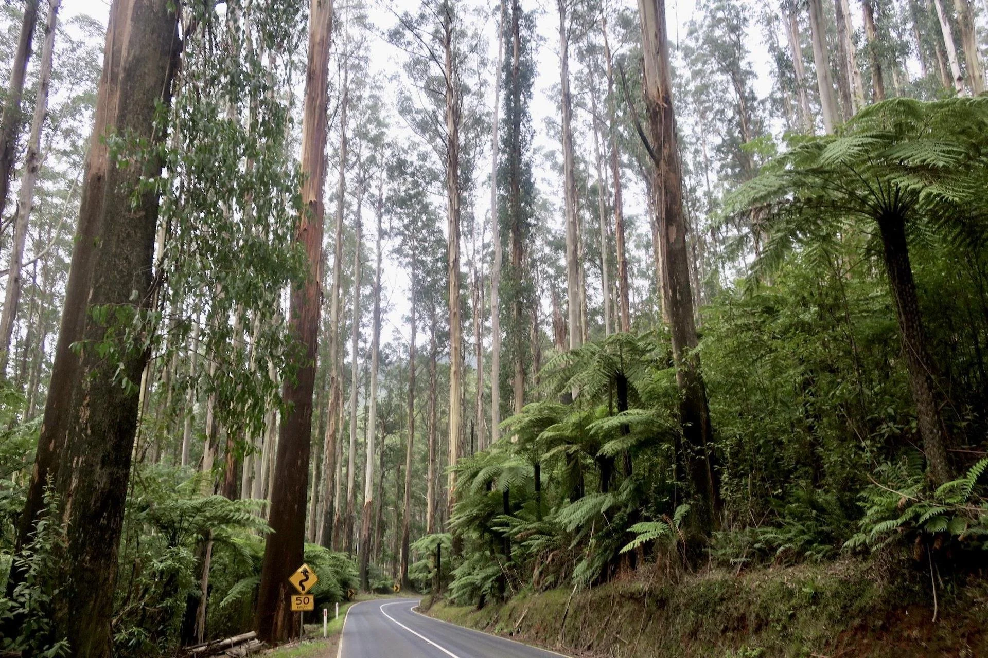 Black Spur Drive, Fernshaw, Victoria