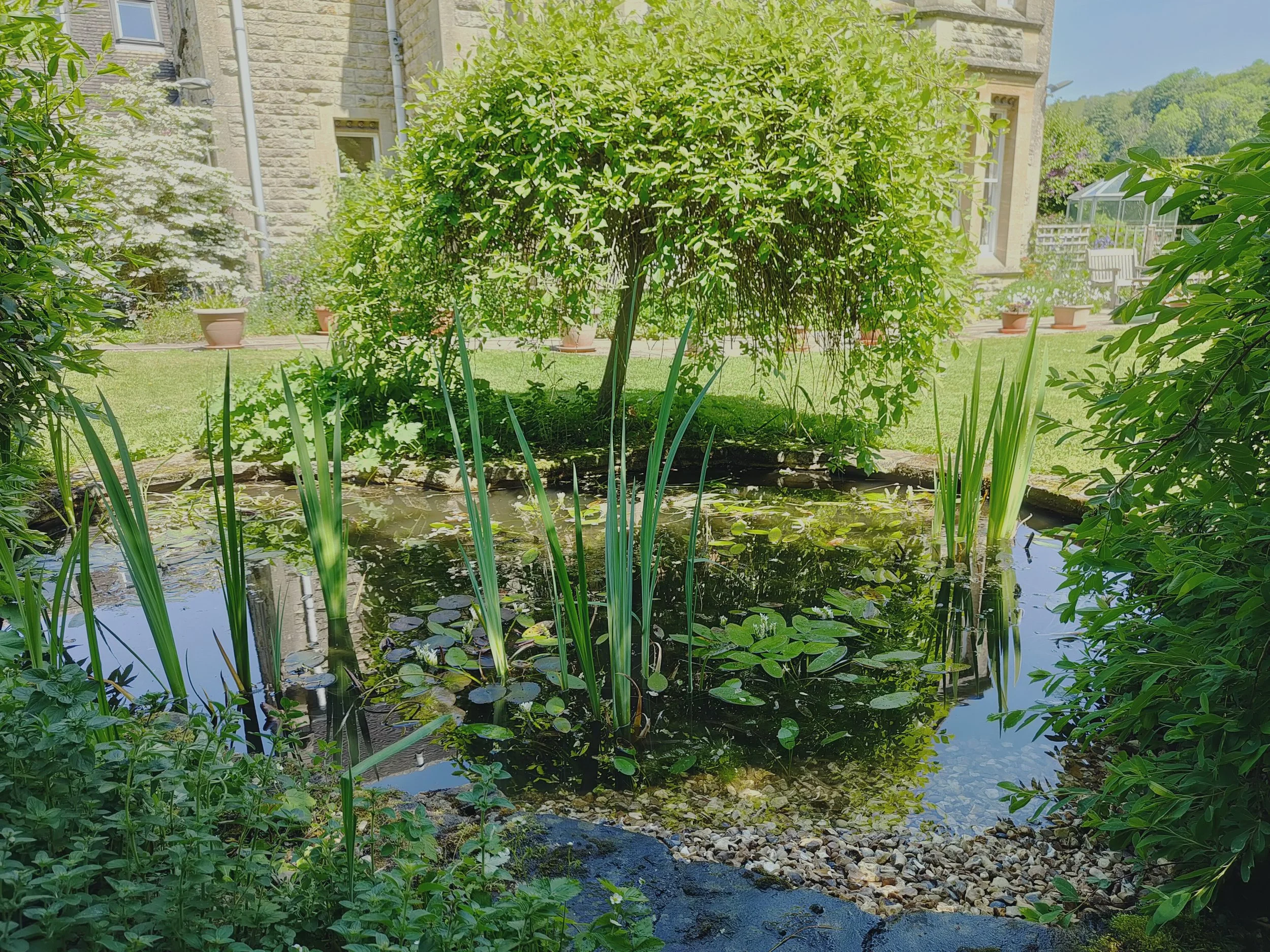 Wildlife pond in Woodchester