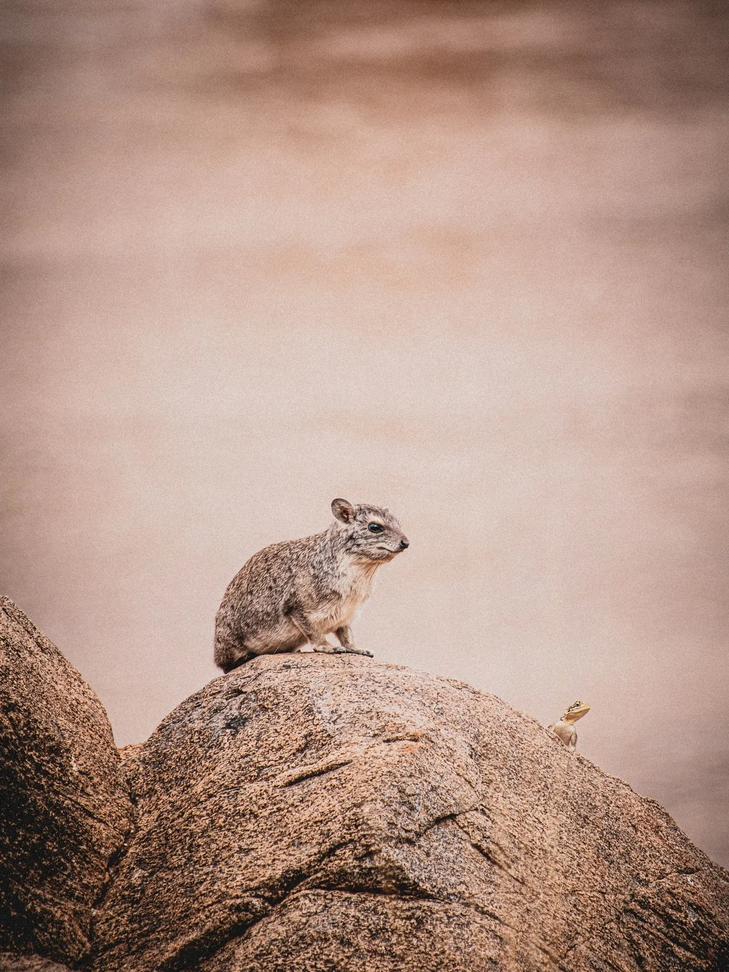 Two little sun worshipers out on a rock together. 

DM me to make an order though our exclusive stockists in Nairobi @wildlife.yoga.retreats 

Collection : Pangolin Collection
Cause @pangolincrf Namibia 

#ASCEarth #rhinoCollection #ConservationJewel