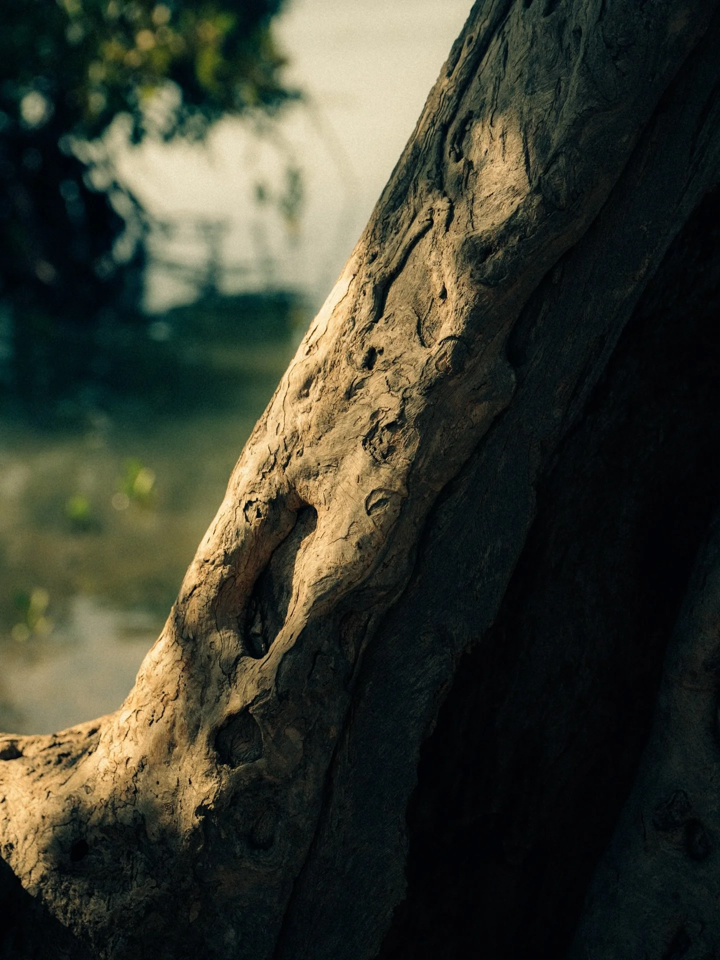 The Lesson of Cycles - Nothing in nature is linear. Everything returns, dissolves, transforms. The leaf that falls becomes soil, the soil births seed, the seed becomes forest. Nature teaches that endings are not failures but thresholds, inviting us t