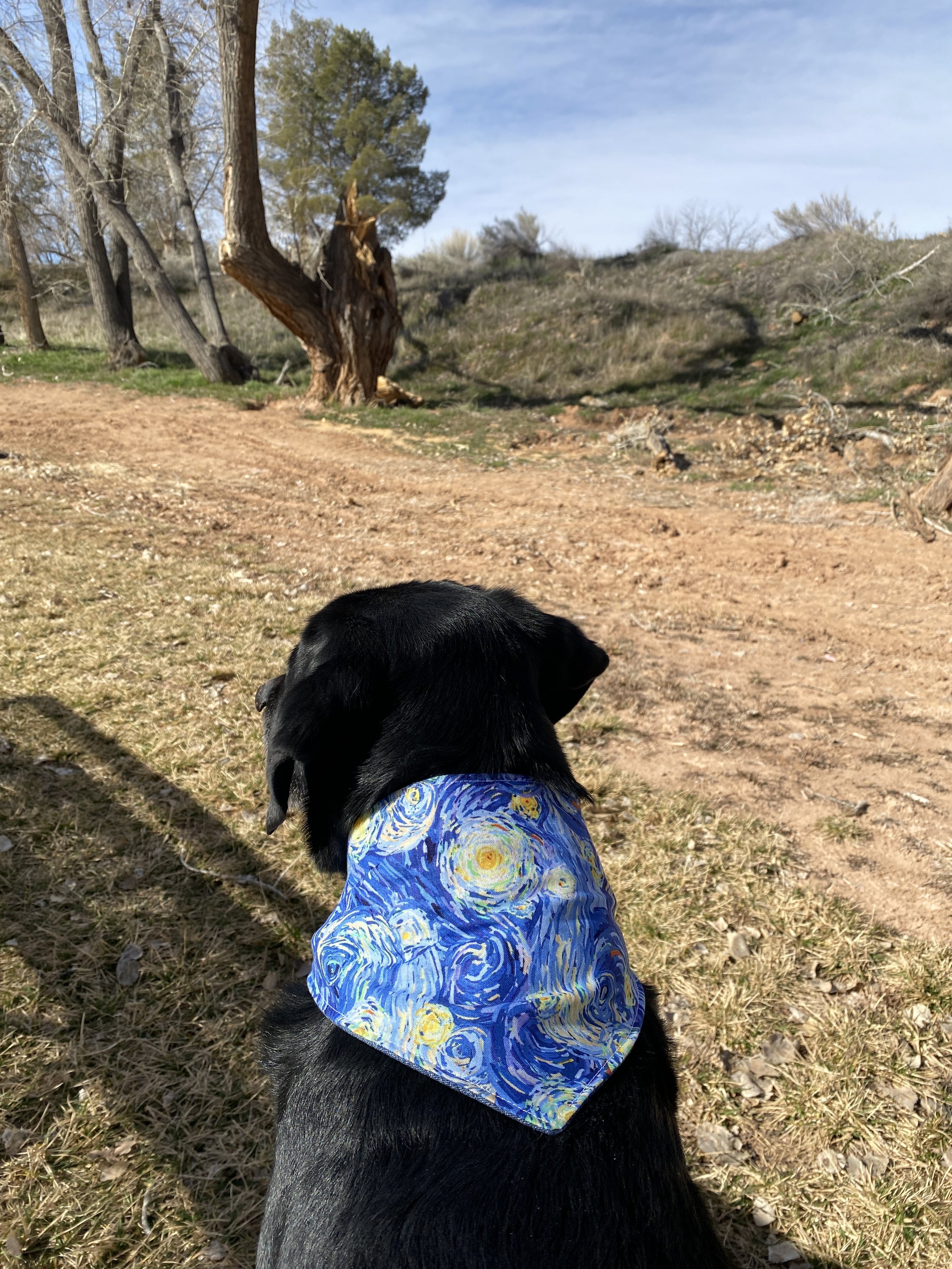 similarity of the famous Van Gogh's Starry Starry Night sky dog bandana