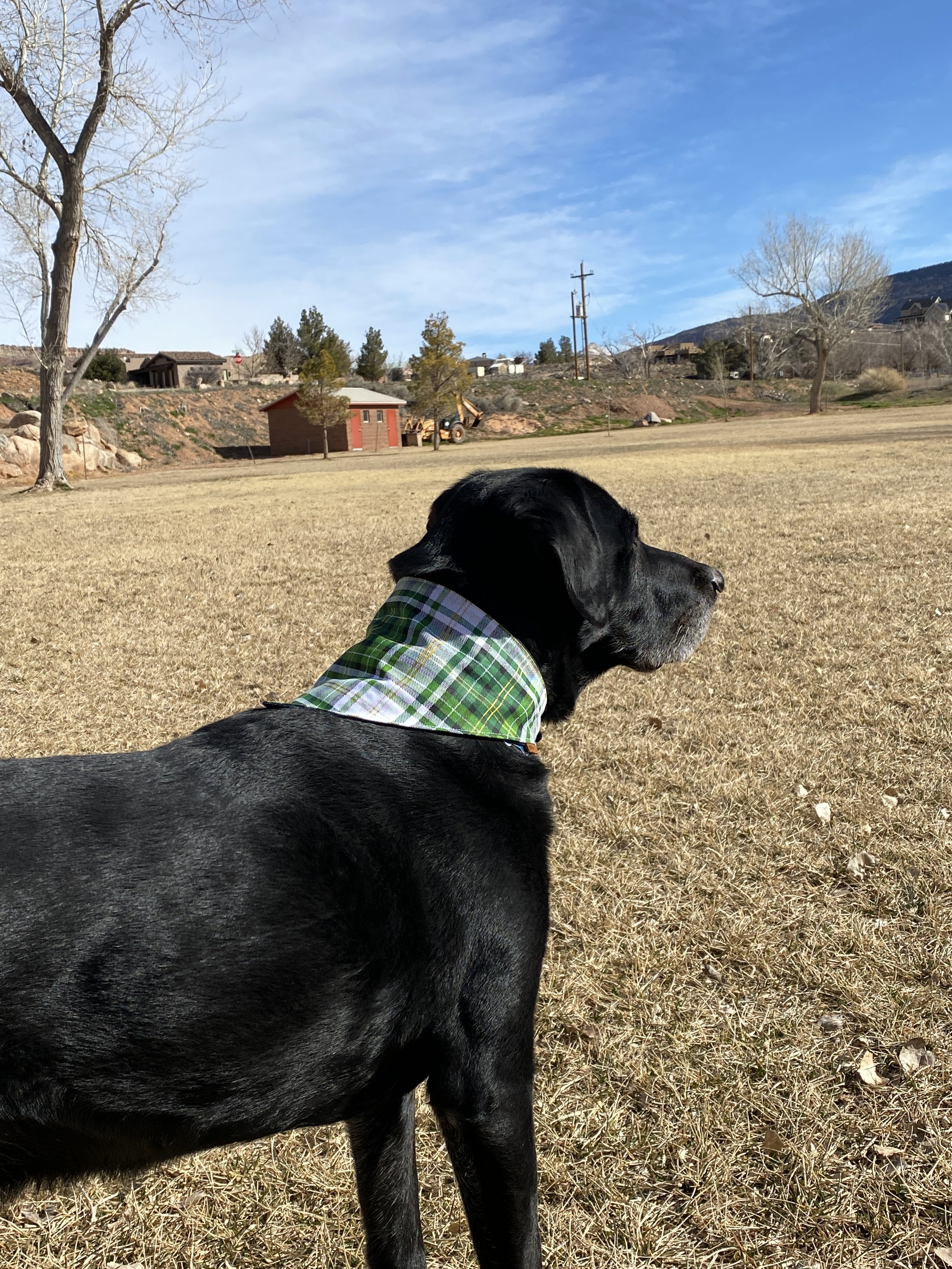 green and gold plaid dog bandana on a black lab dog