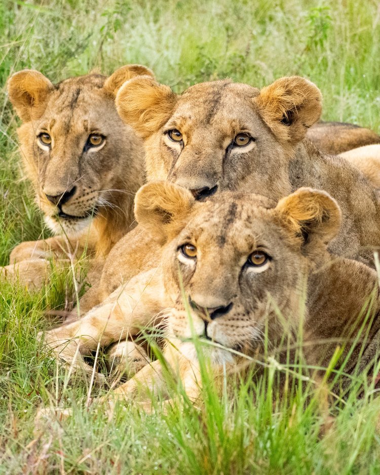 lions.jpeg
