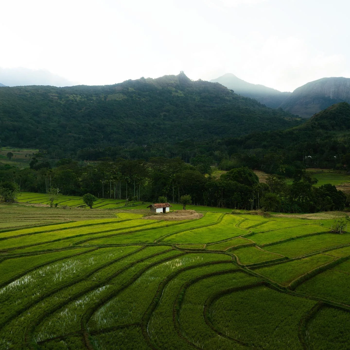 Breathtaking views of Sri Lanka's terraced landscapes.

#srilanka #srilankatravel #srilankadaily #srilankatrip #srilankatoday #srilankatourism #kandy #earth #earth_pix #earthfocus #earthofficial #passionpassport #visualambassadors #dronephotography #