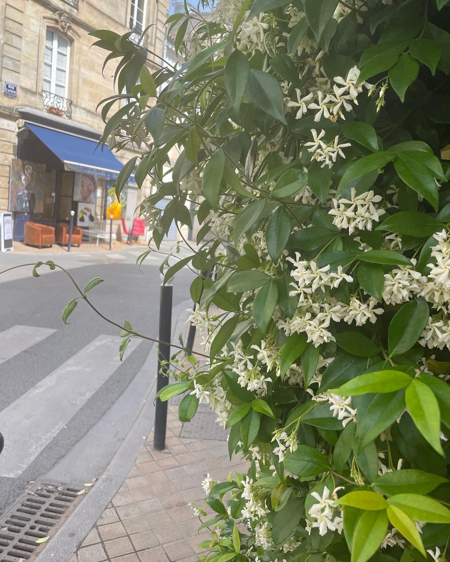 Perfumed streets in May