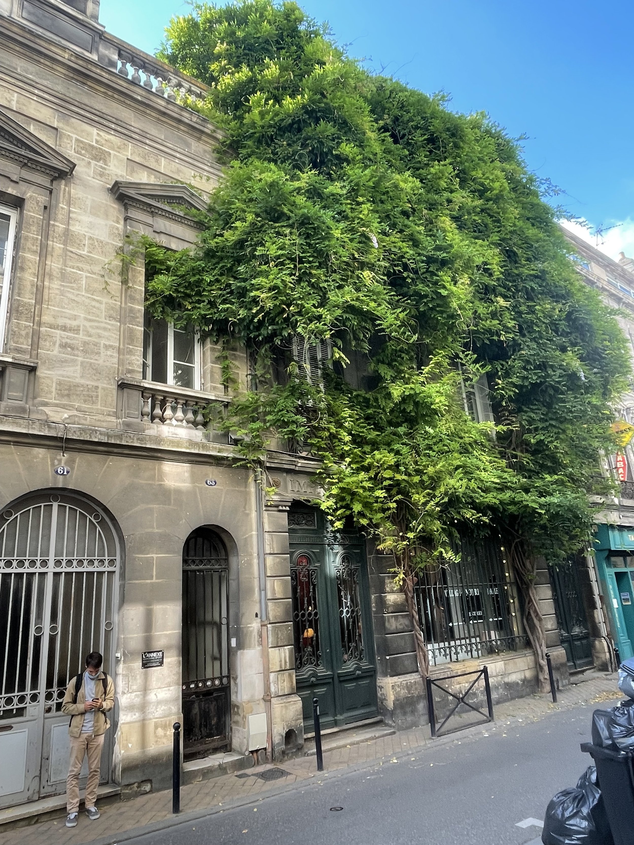 Luxuriant Wisteria on the Rue Notre Dame