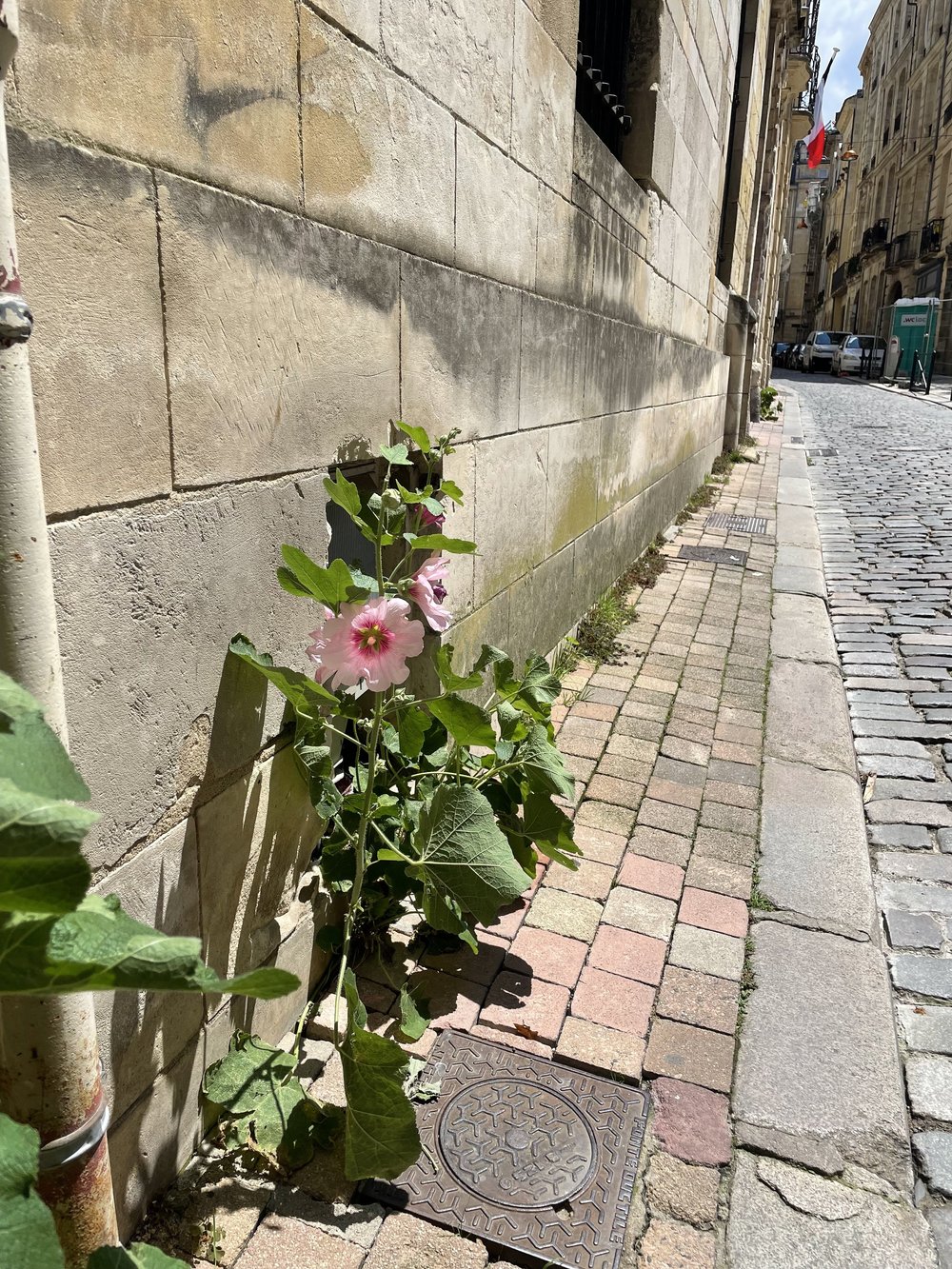 Municipally sanctioned flower