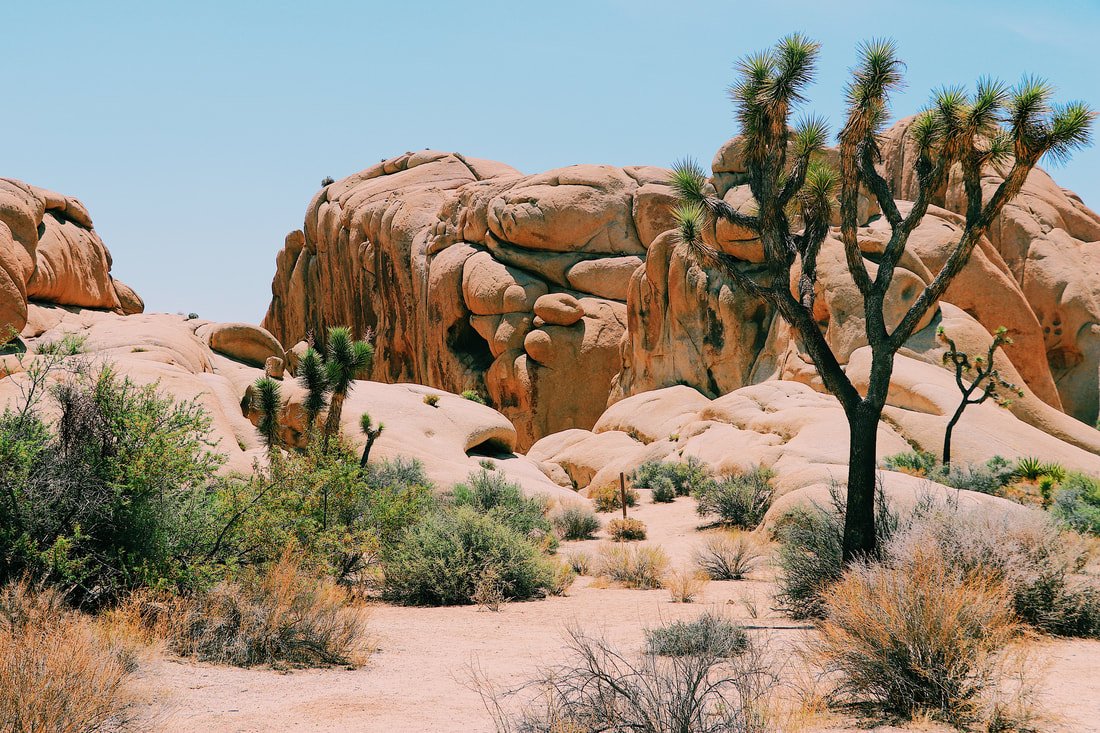 Desert landscape with Joshua trees and large rock formations under a clear blue sky.