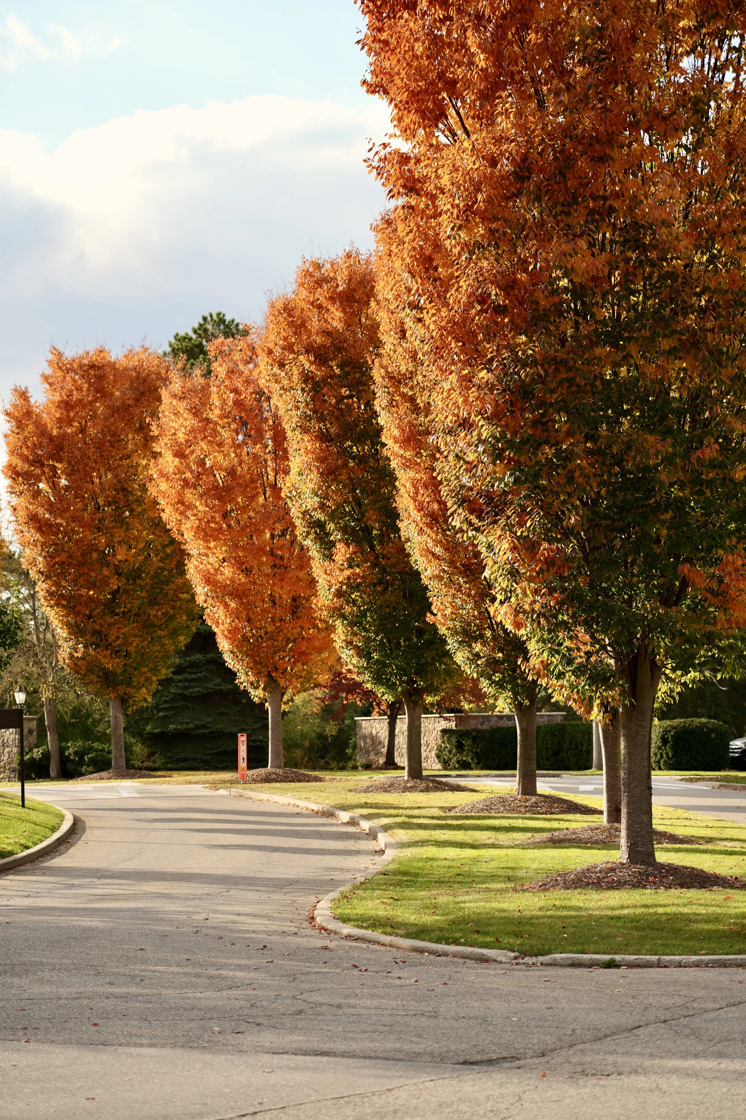 Tree-lined road with autumn foliage