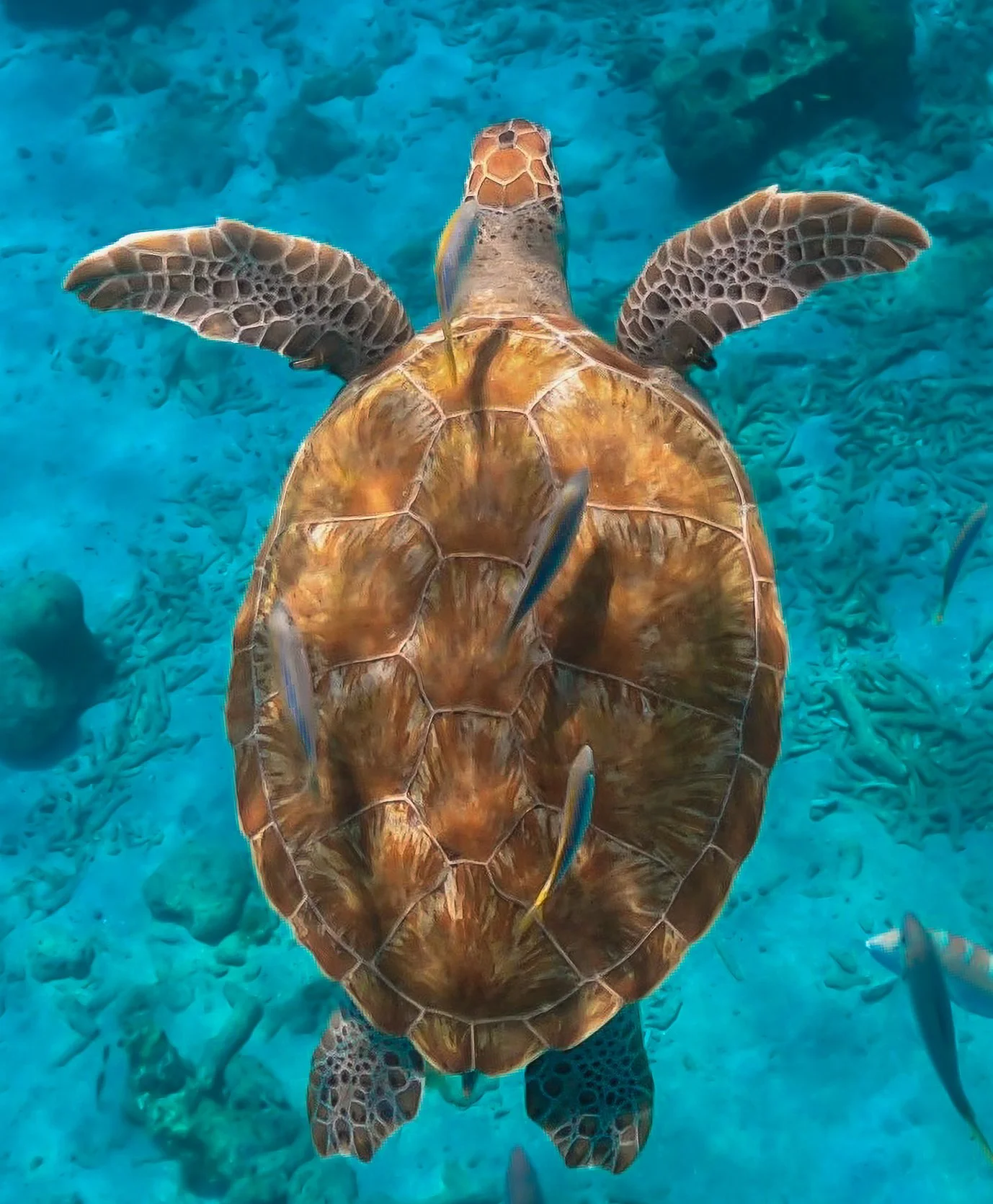 A sea turtle swimming underwater with fish surrounding it, viewed from above.