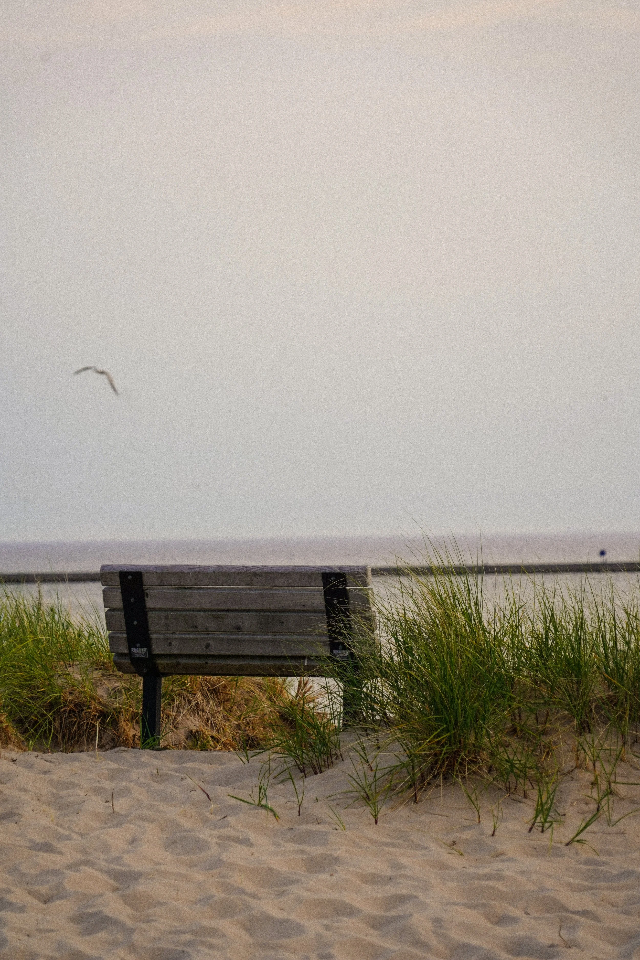 Empty wooden park bench on sandy beach with green grass, overcast sky, and seagull flying in the distance.