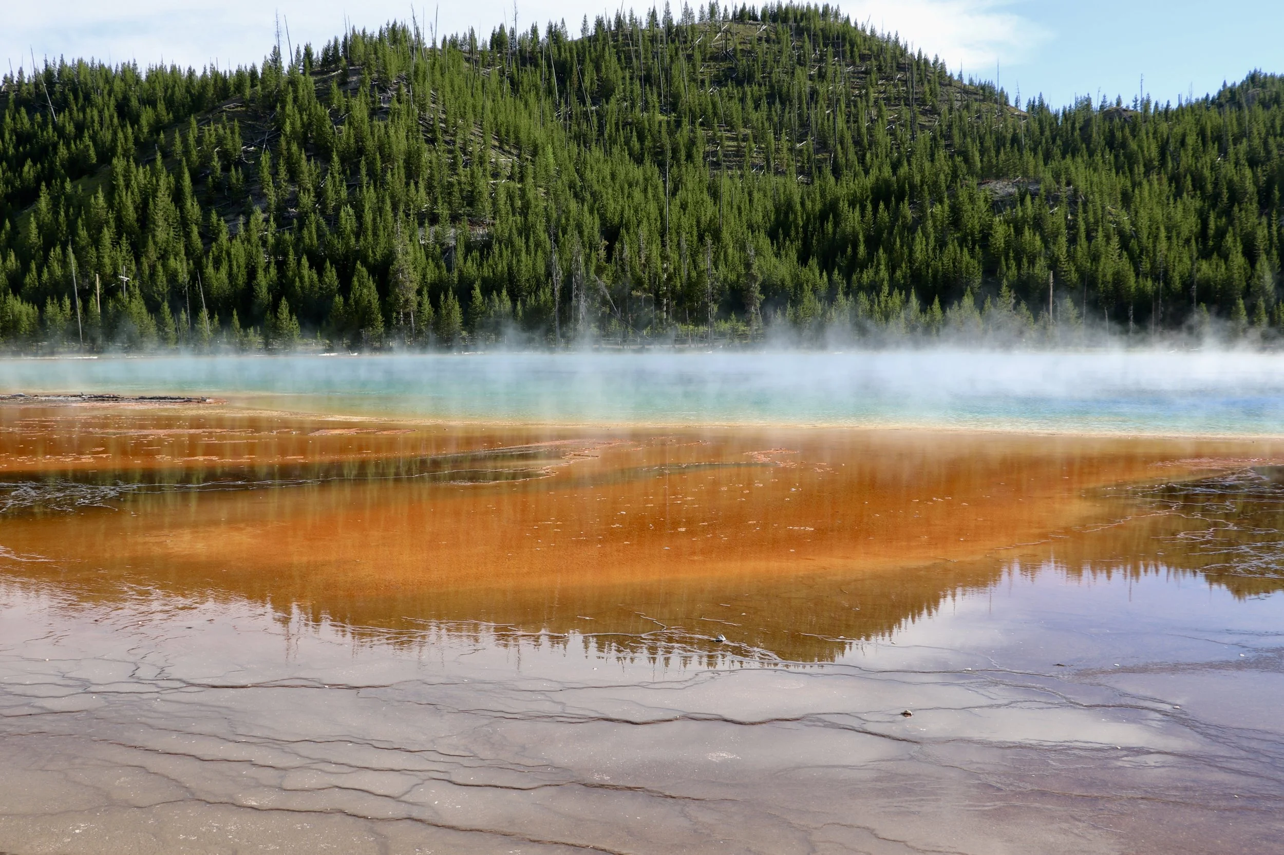 Grand Prismatic Spring in Yellowstone National Park with colorful thermal pools and steam, surrounded by forested hills.