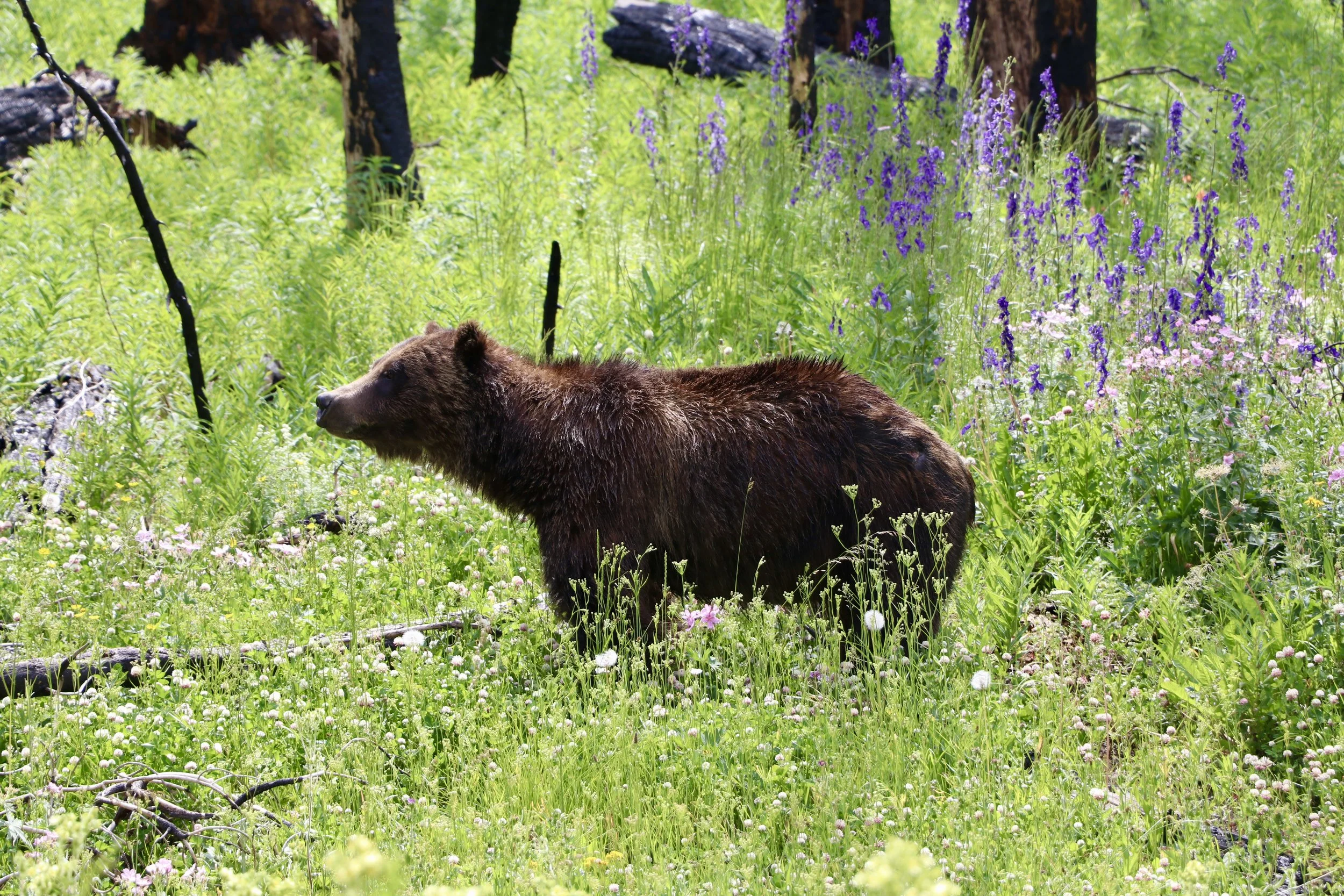 Grizzly bear walking through a meadow with wildflowers and grass.