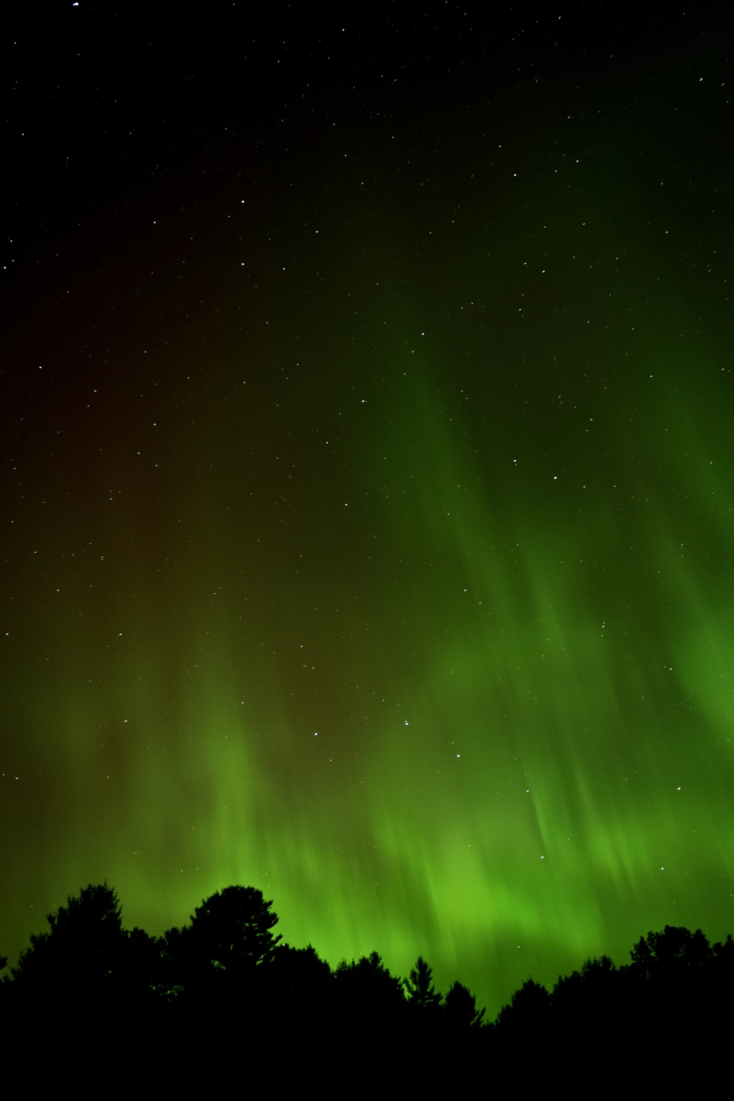 Green aurora borealis over a forest silhouette with stars in the night sky.
