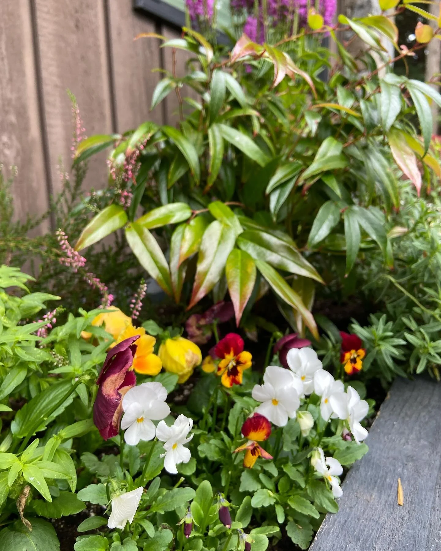 Winter flowers with spring bulbs underneath 😃
