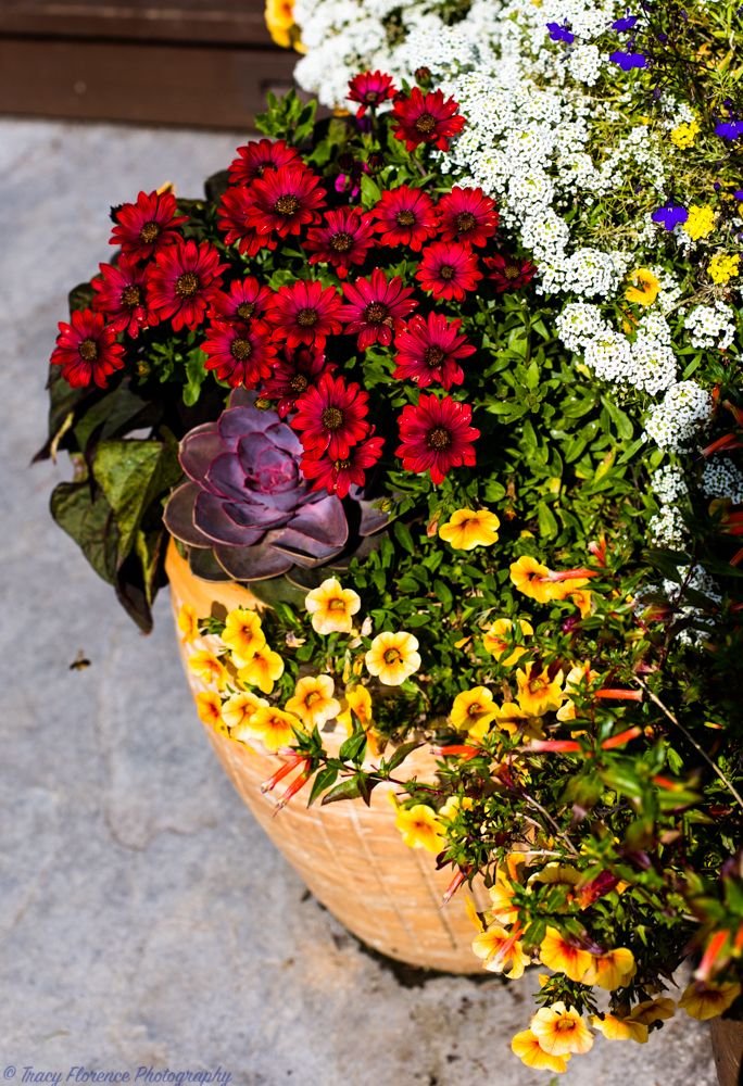 planter 1.jpeg