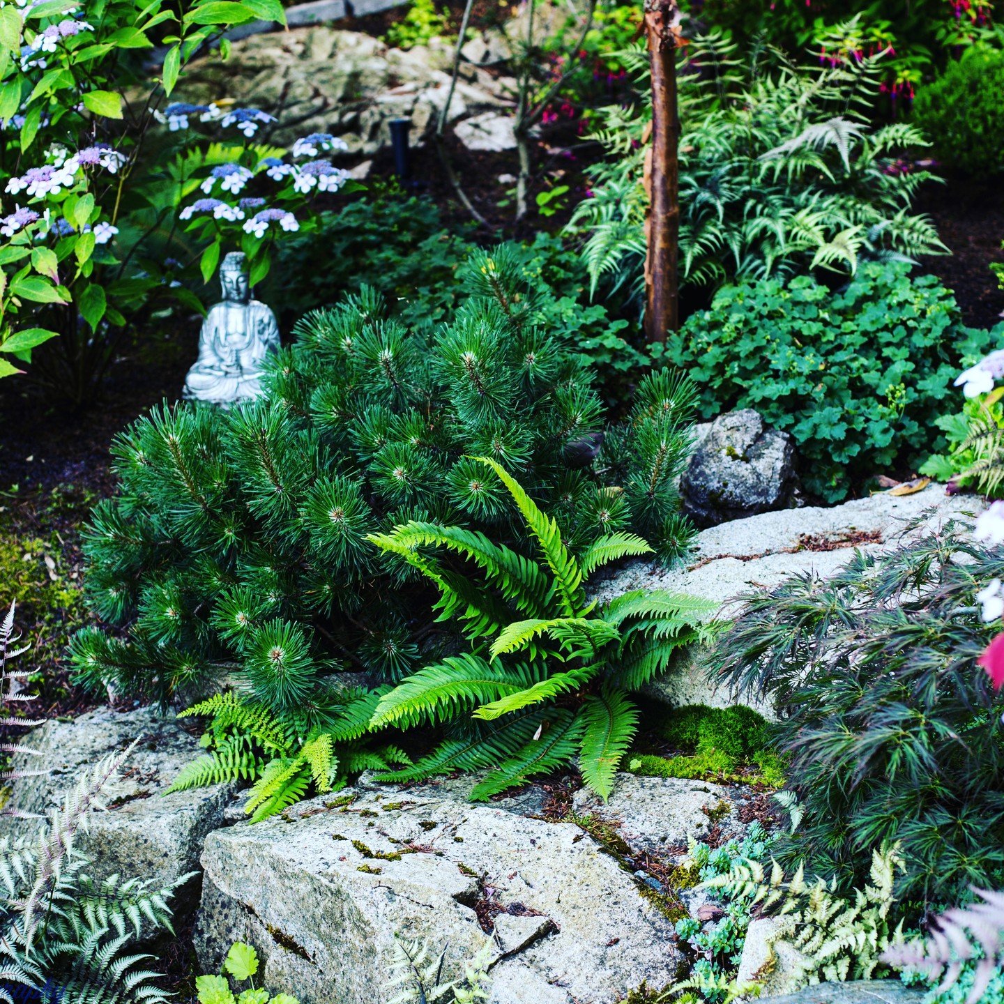 garden picture.jpeg