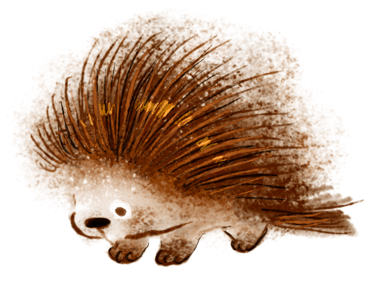 Porcupine illustration