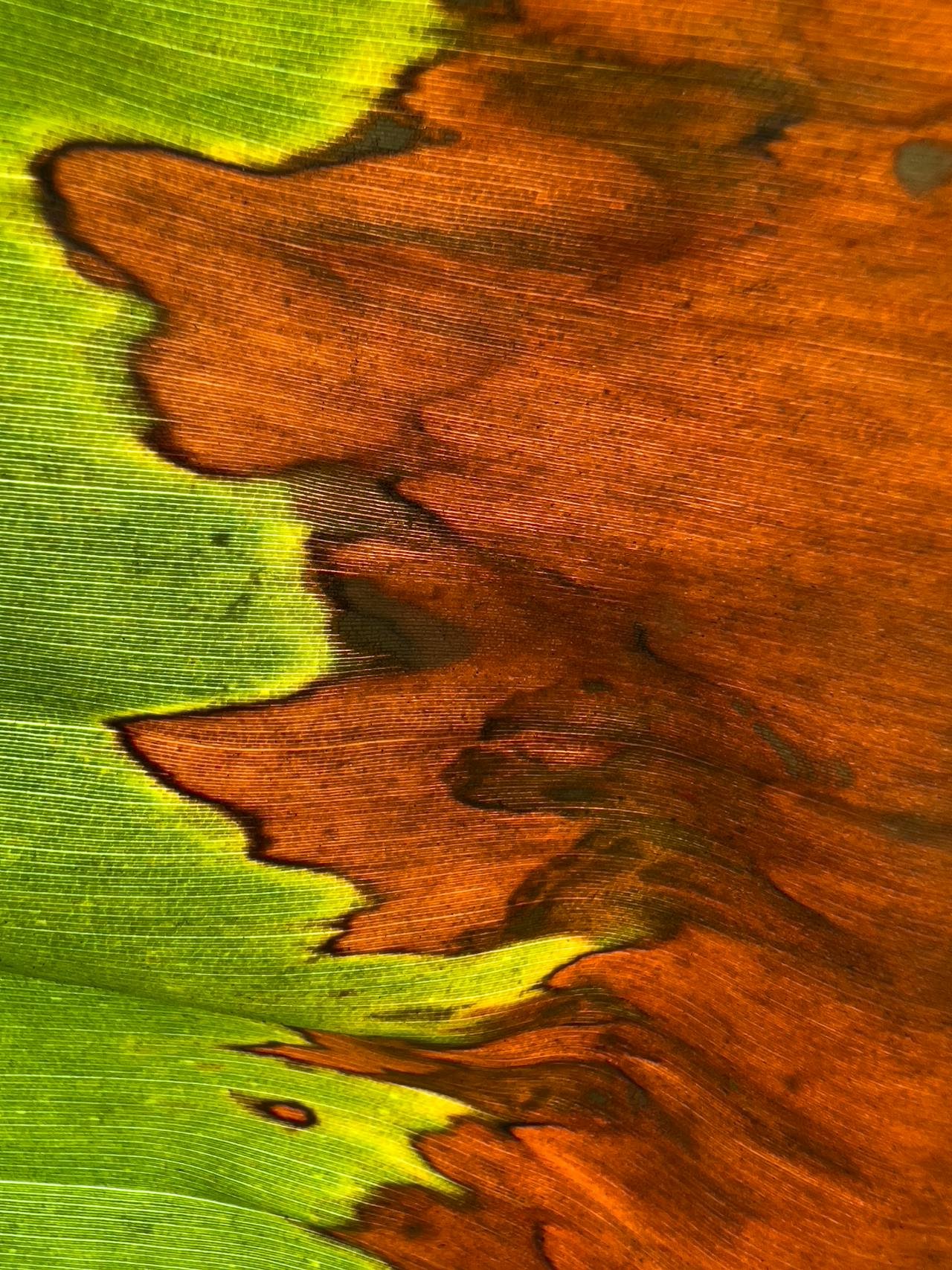 Close-up macro view of a leaf showing vibrant green tissue transitioning abruptly into irregular, textured areas of bright orange and brown decay.