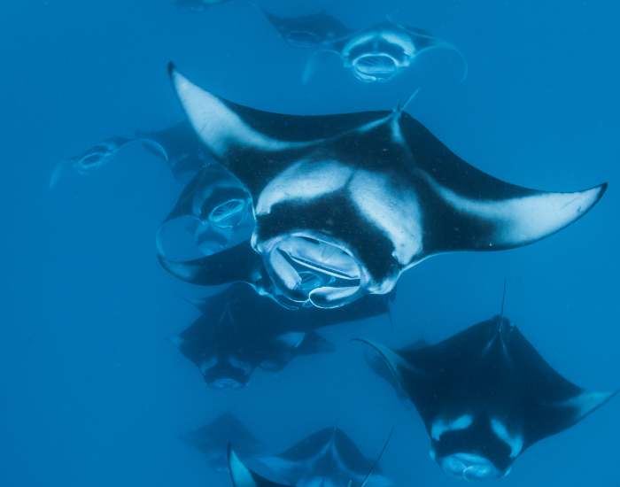 The Manta Ray Ballet
