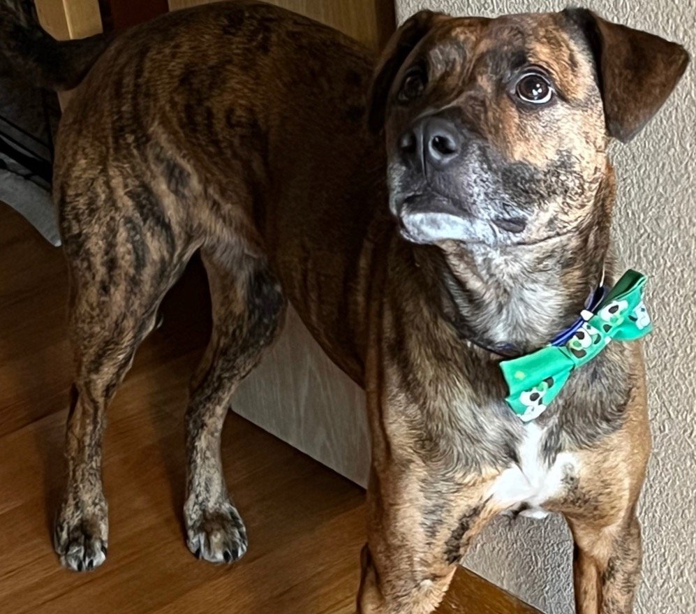 Milo St Patricks Bowtie.jpeg