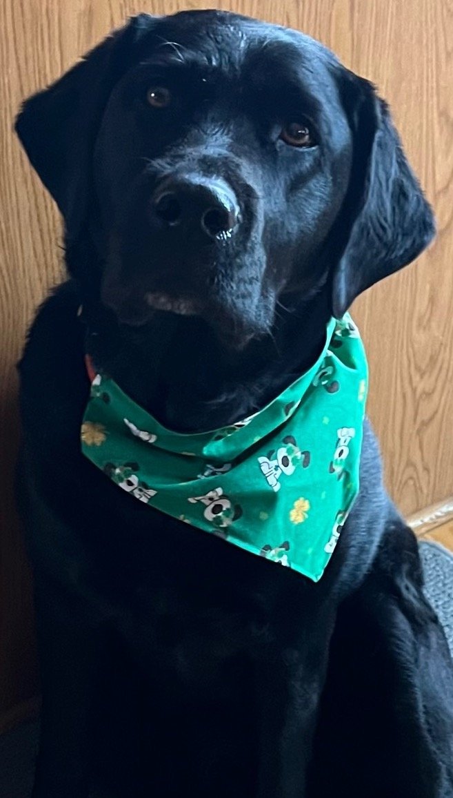 Kida with St Patricks Bandana.jpeg