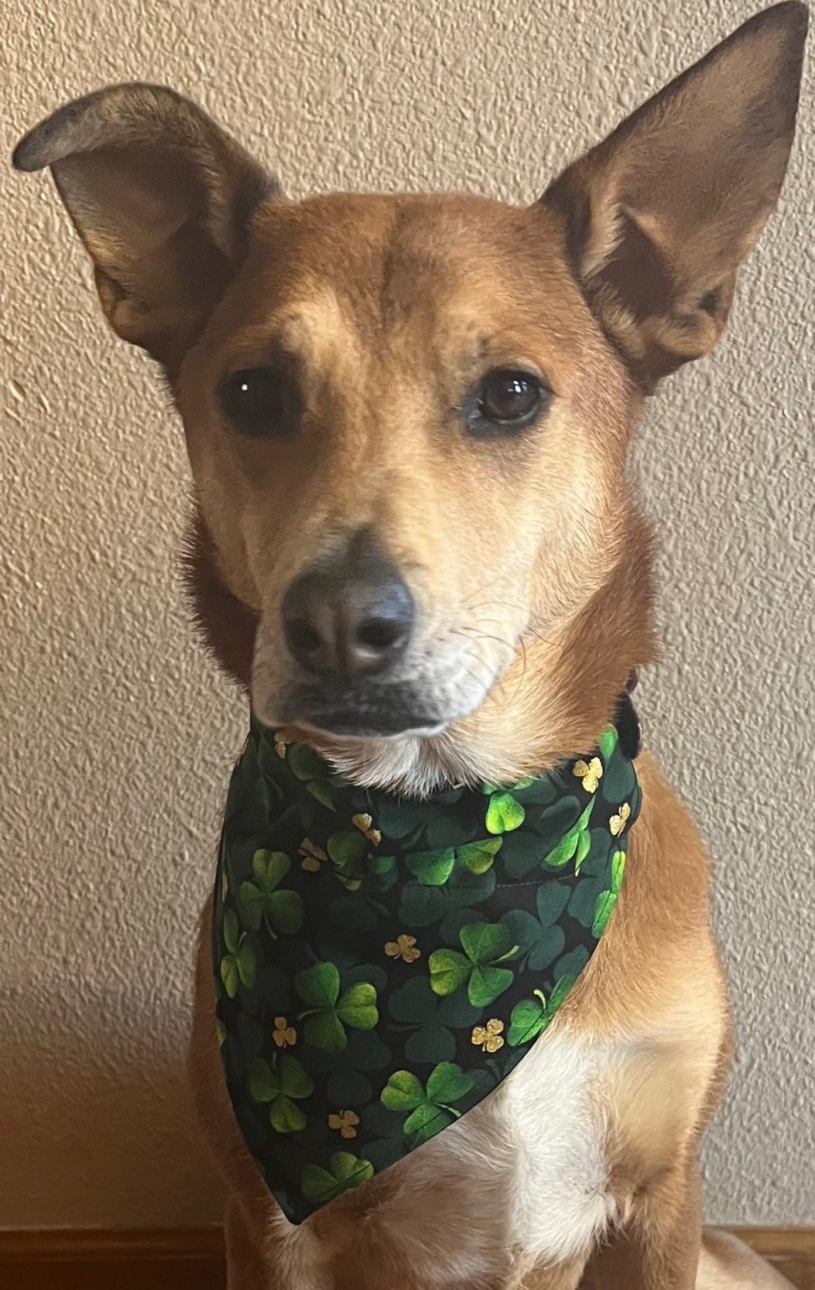 Anya St Patricks Bandana.jpeg