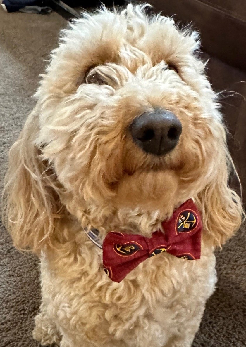 Nuggets Bowtie on Dog.jpeg
