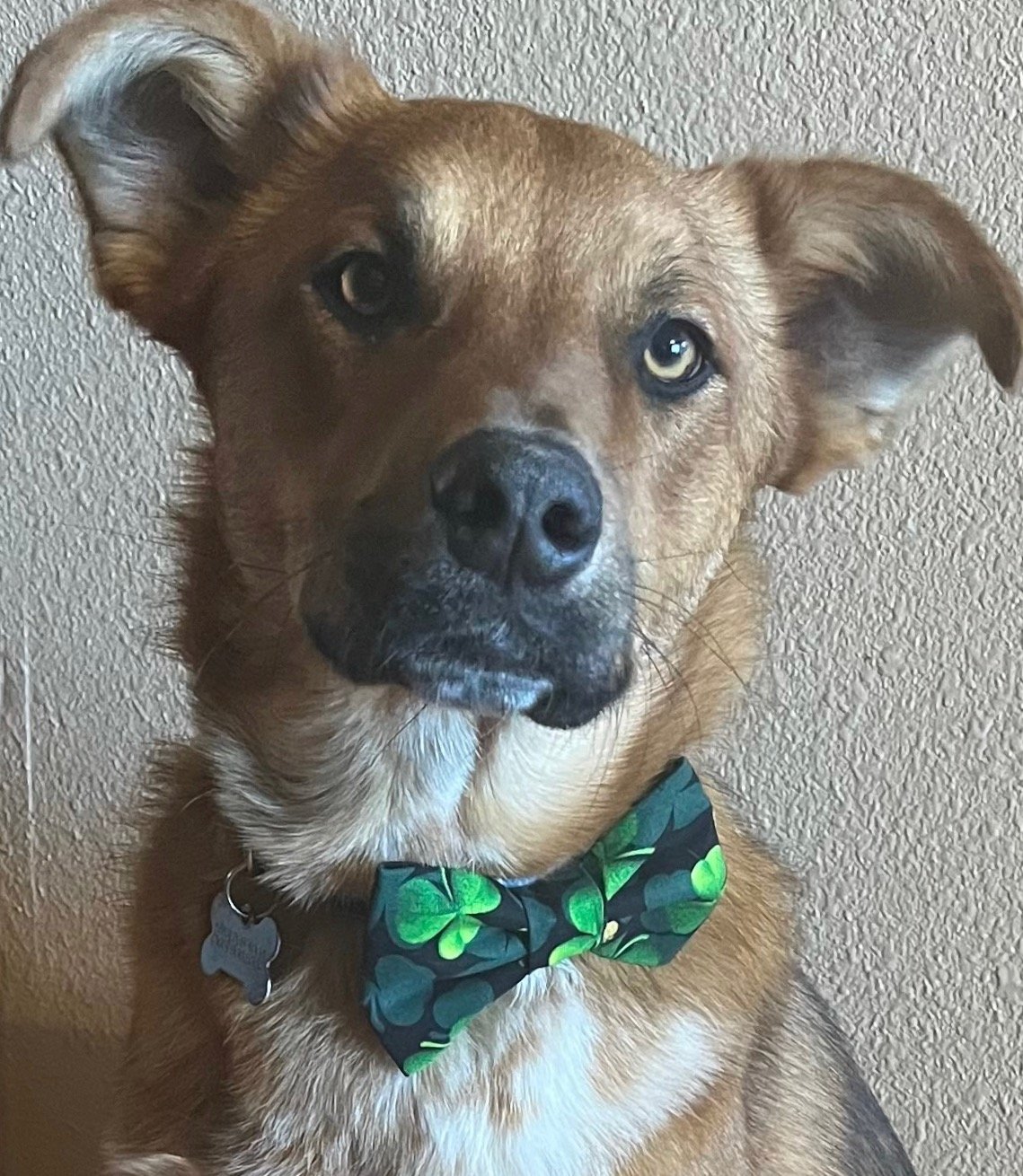 Copper St Patricks Bowtie.jpeg