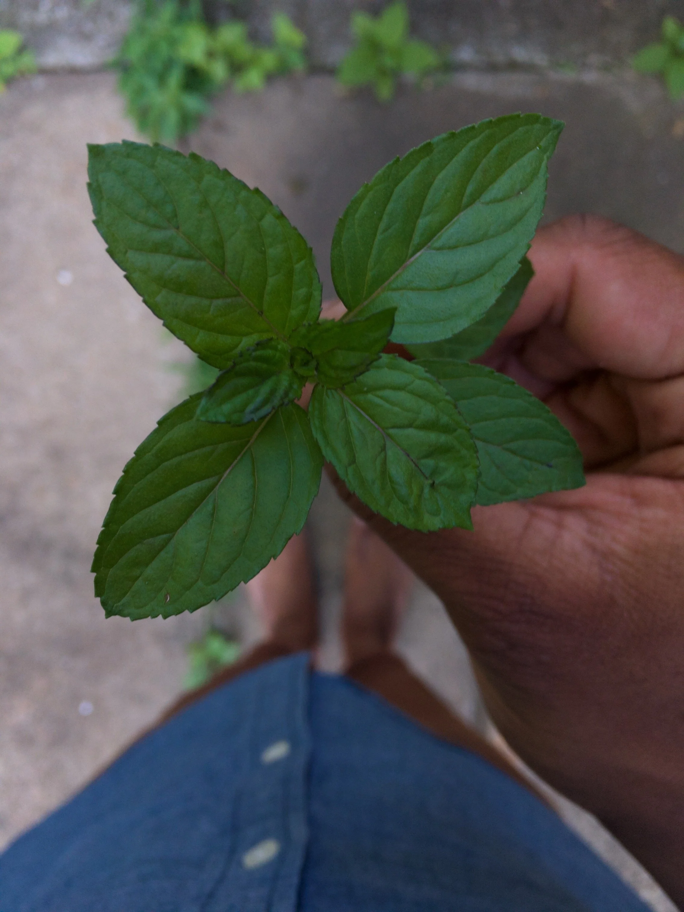 Chocolate Mint Simple Syrup