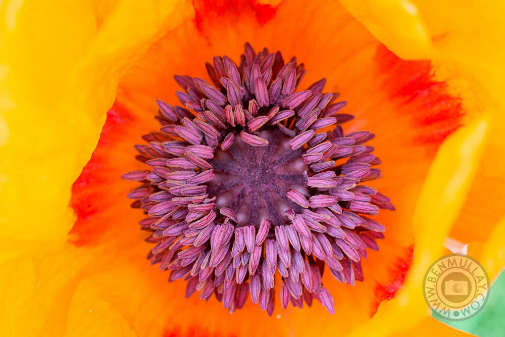 Shetland Horticultural Society