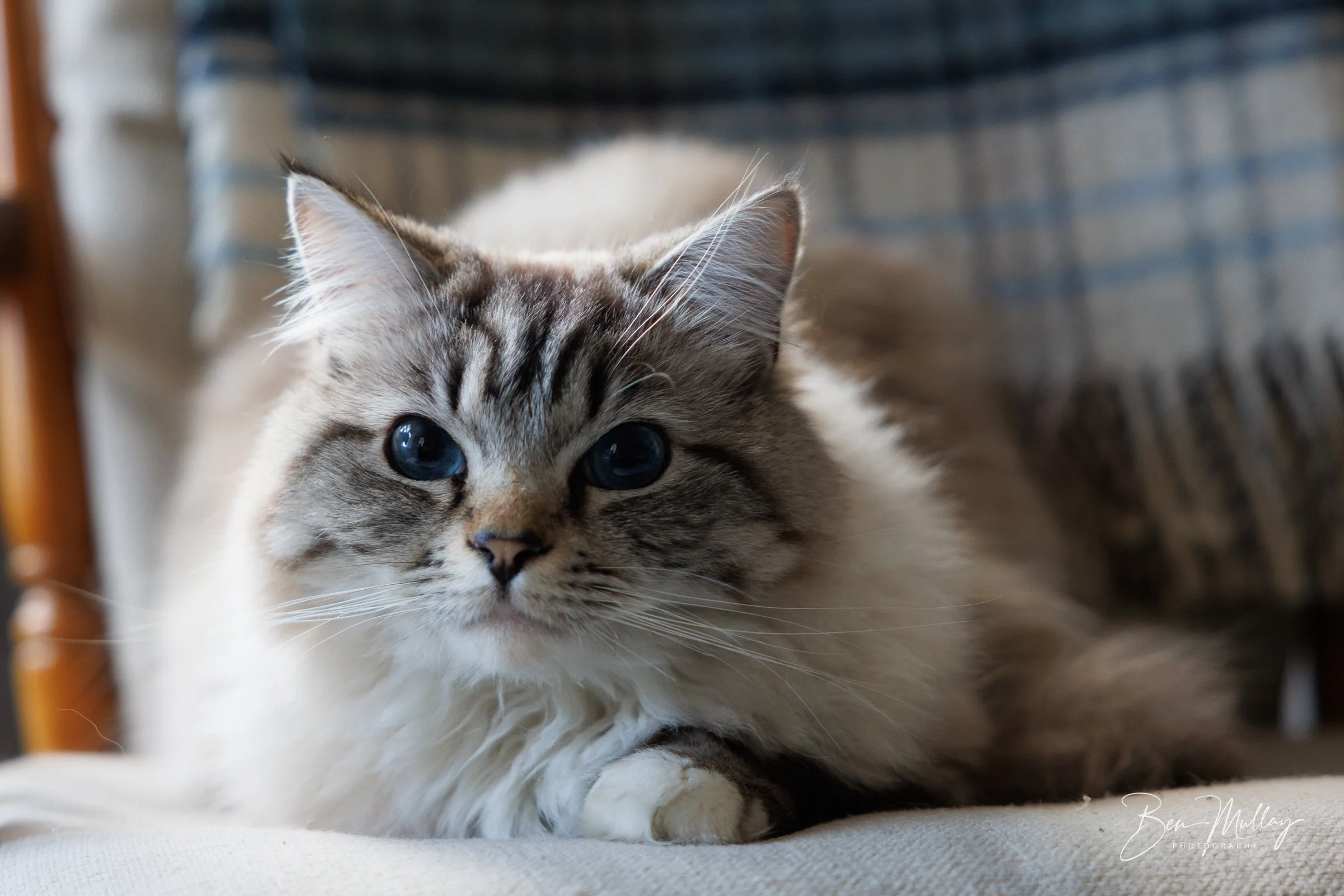 Family cat sitting comfortably on a chair during Maurice and Deborah Anderson's Golden Wedding Anniversary celebration at Seafield House, Lerwick.
