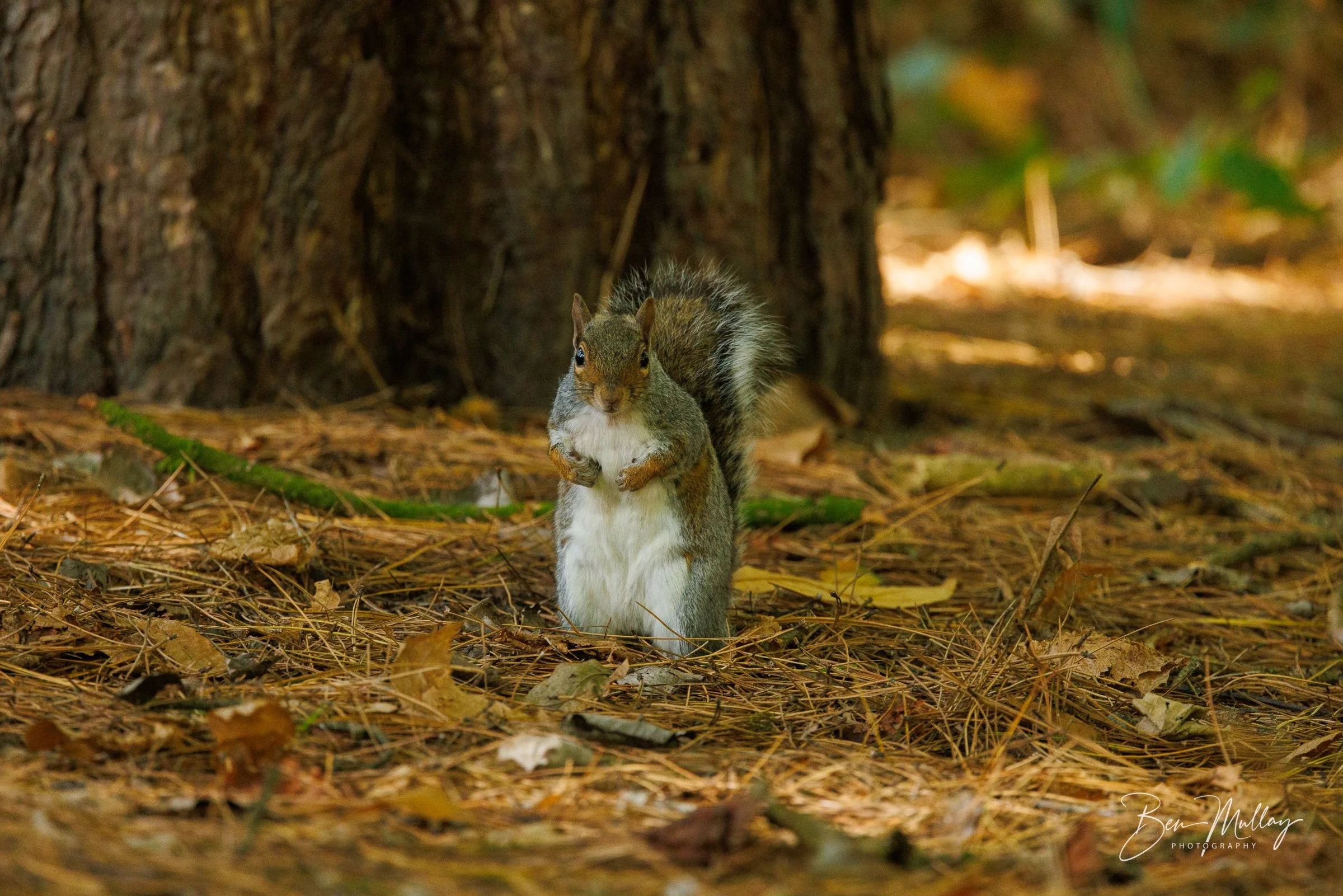 A Dawn Walk Through Sherwood Forest