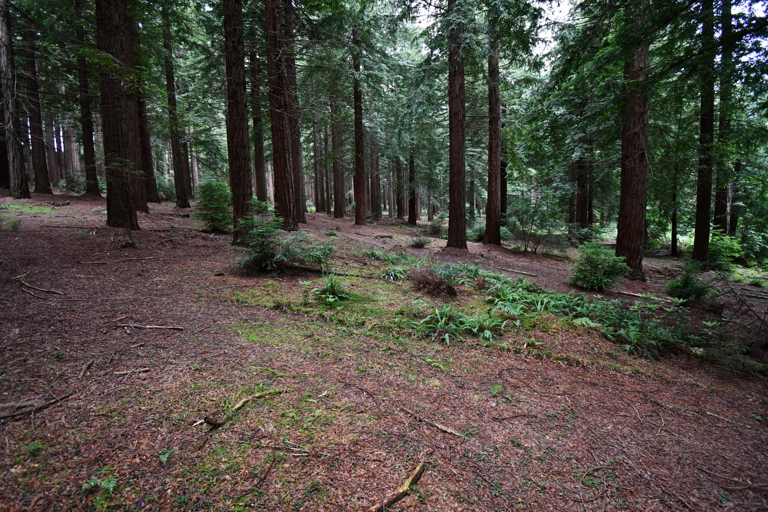 DSC_0552.JPG